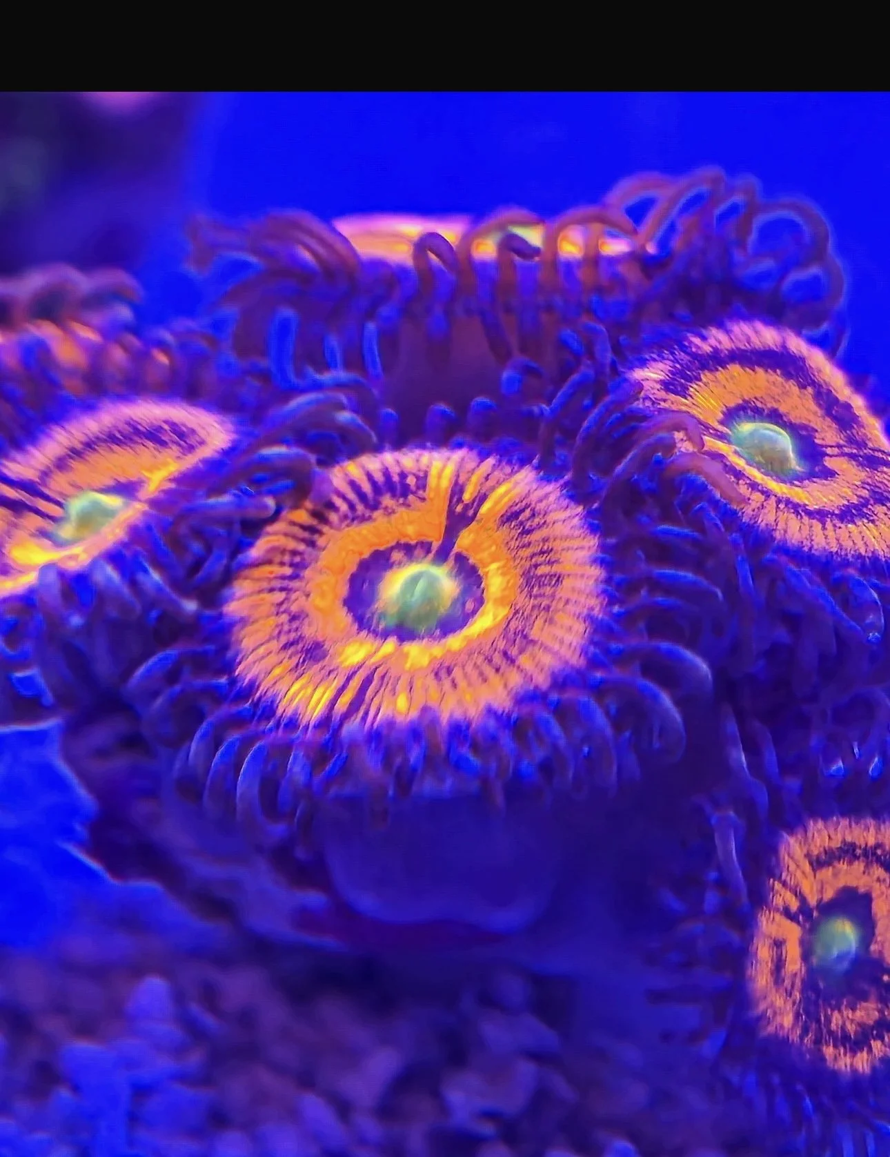 Close-up of colorful coral with vibrant orange, purple, and green hues under blue lighting.