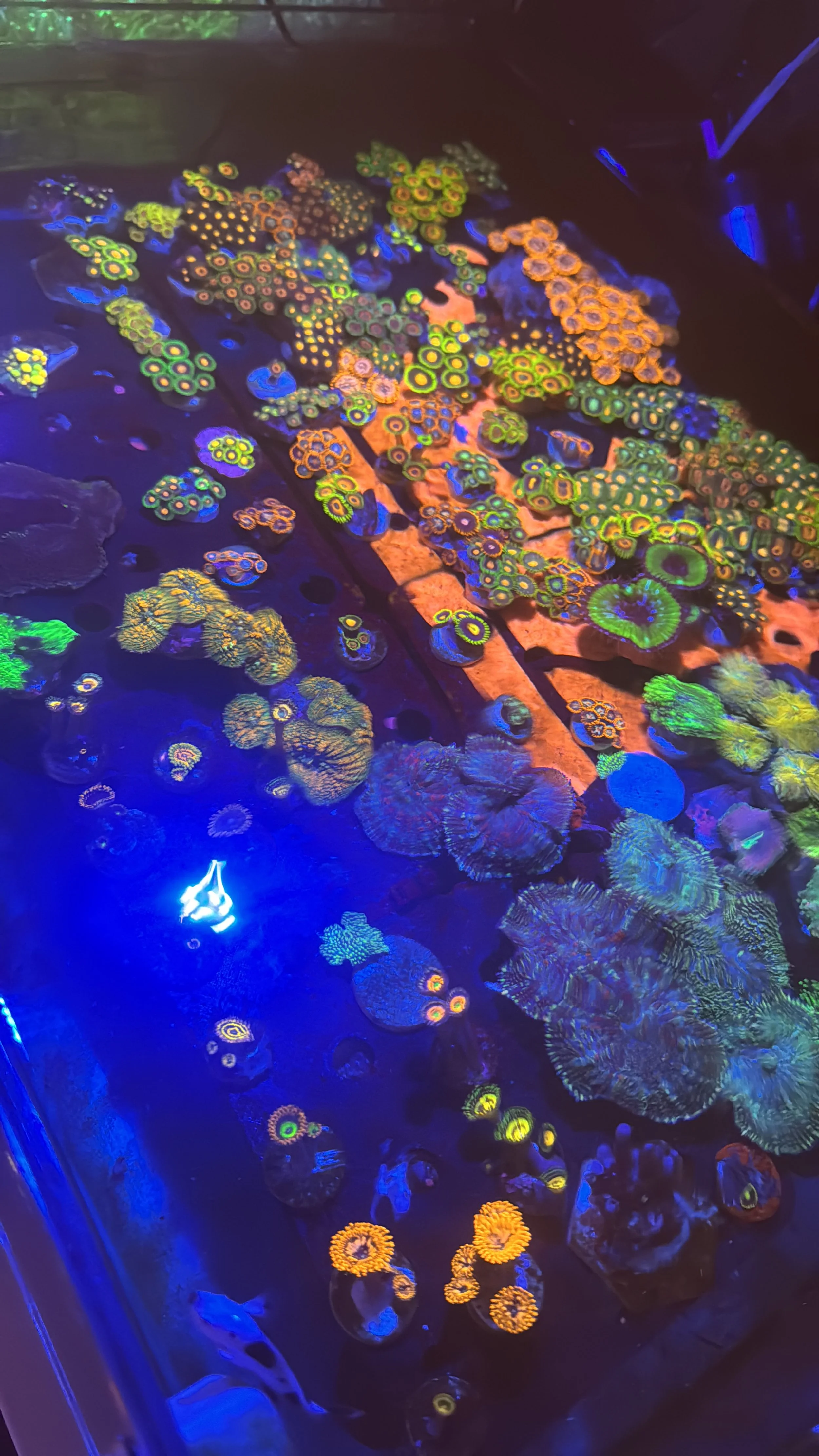 Colorful coral and sea anemones under blue and black lighting in an aquarium.
