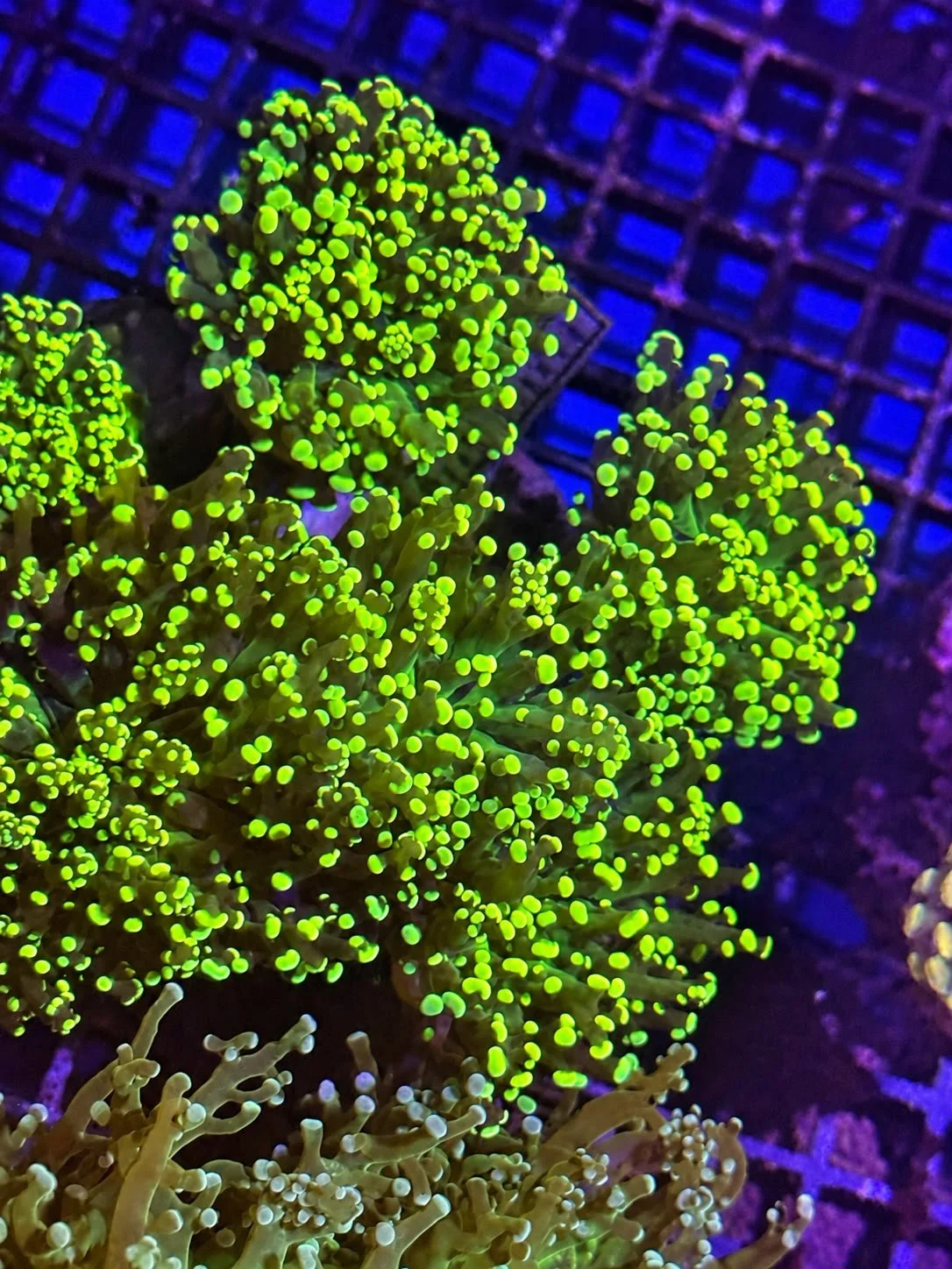 Ultra Green Frogspawn.jpe
