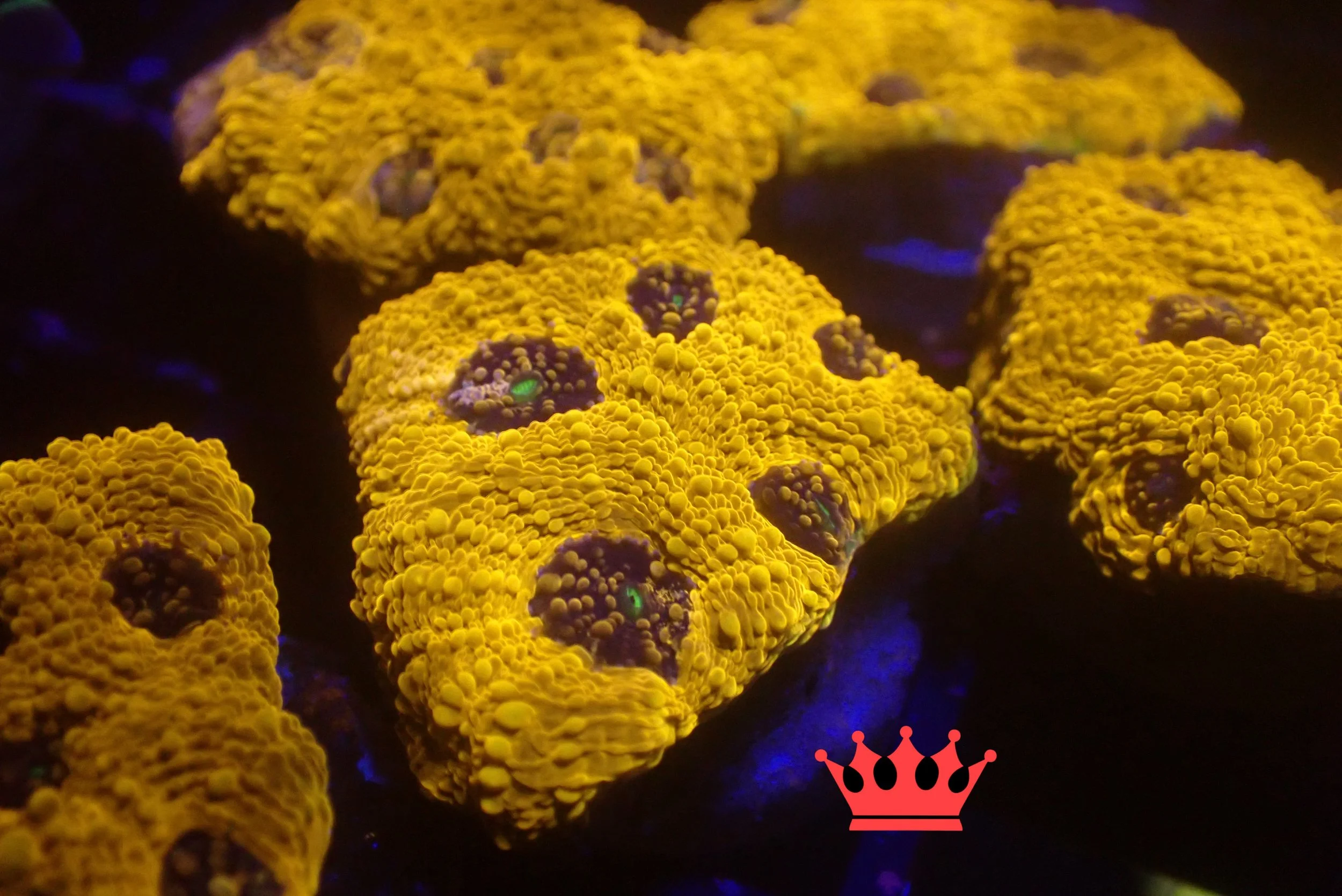 Close-up of fluorescent yellow coral with dark purple centers under blue light, with a small pink crown icon in the bottom right corner.