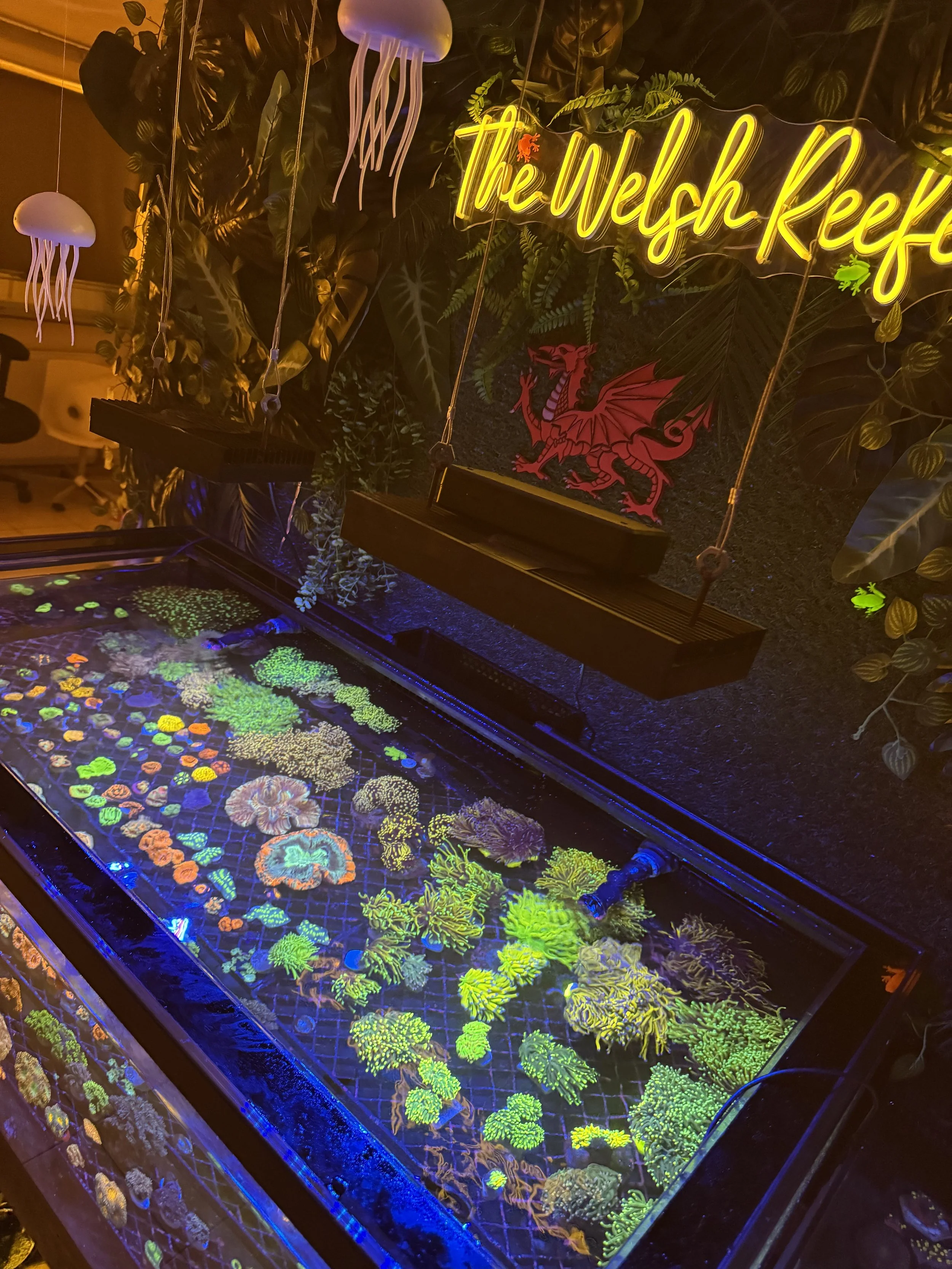 A large glass tank filled with colorful coral under blue and purple lighting at The Welsh Reef. Neon yellow sign and decorative red dragon accent the tropical underwater theme.
