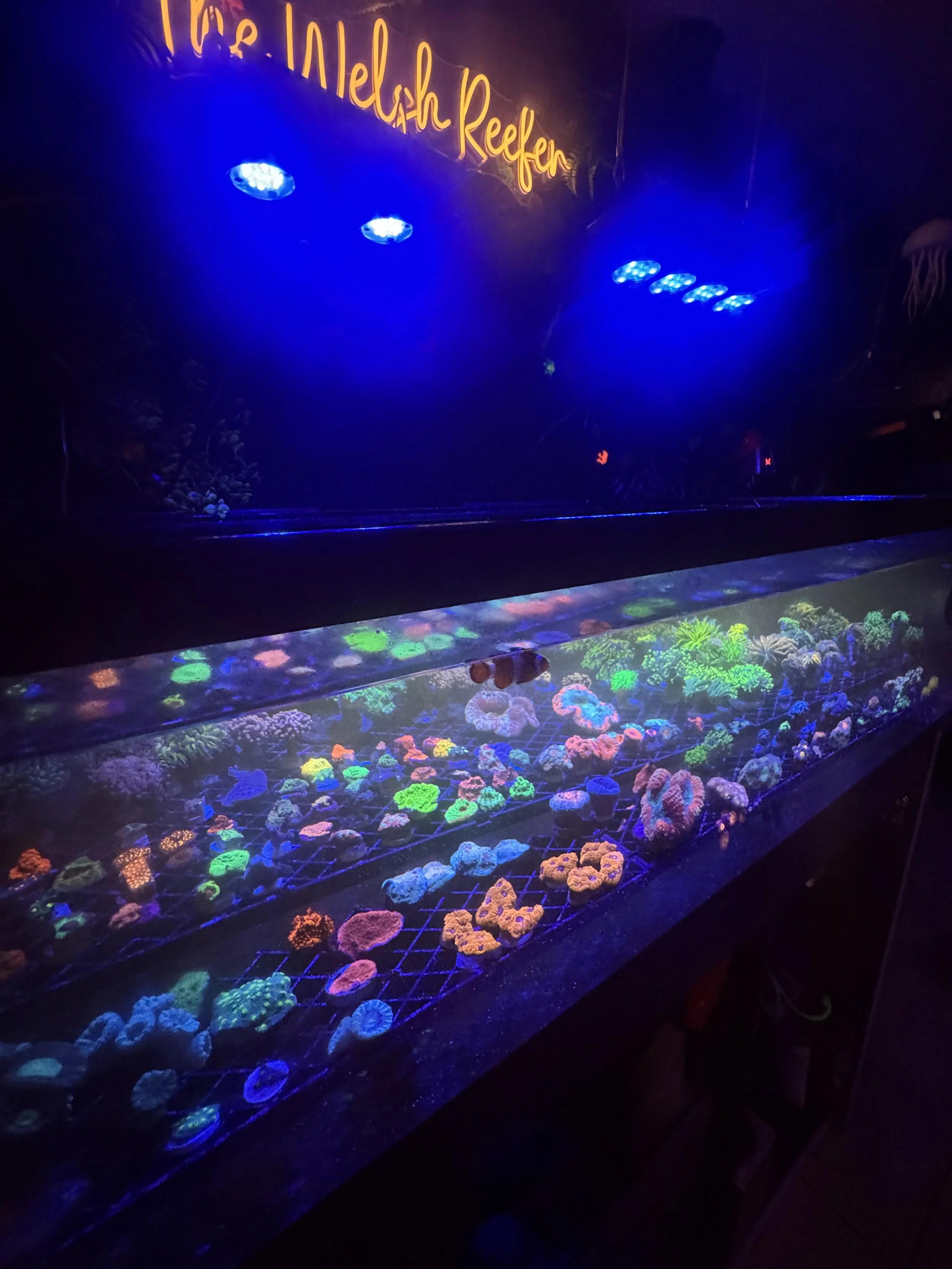 An underwater coral display illuminated with blacklight, featuring a variety of colorful corals and marine life in an aquarium, with neon signs above that read 'The Welsh Reefen'.
