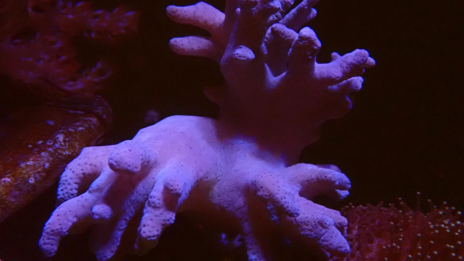Ginger Leather Coral.jpe