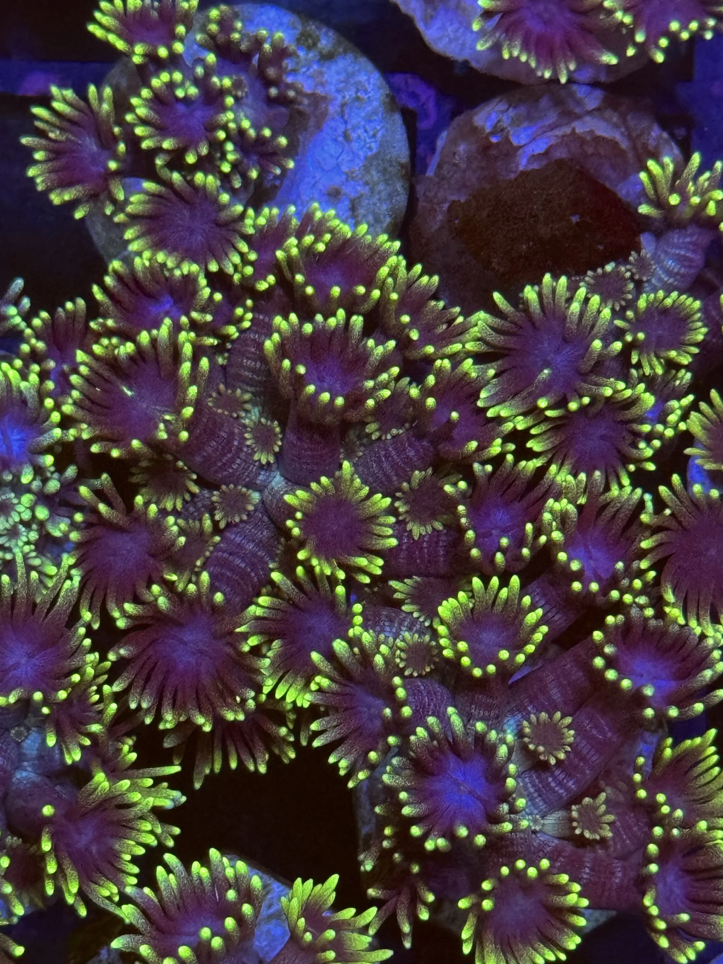 Dark Yellow Highlighter Goniopora