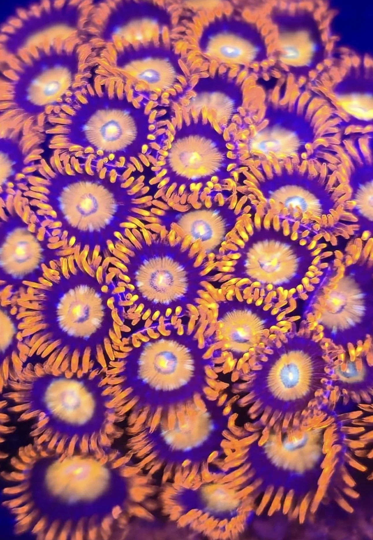 Close-up of glowing coral with purple and orange colors.