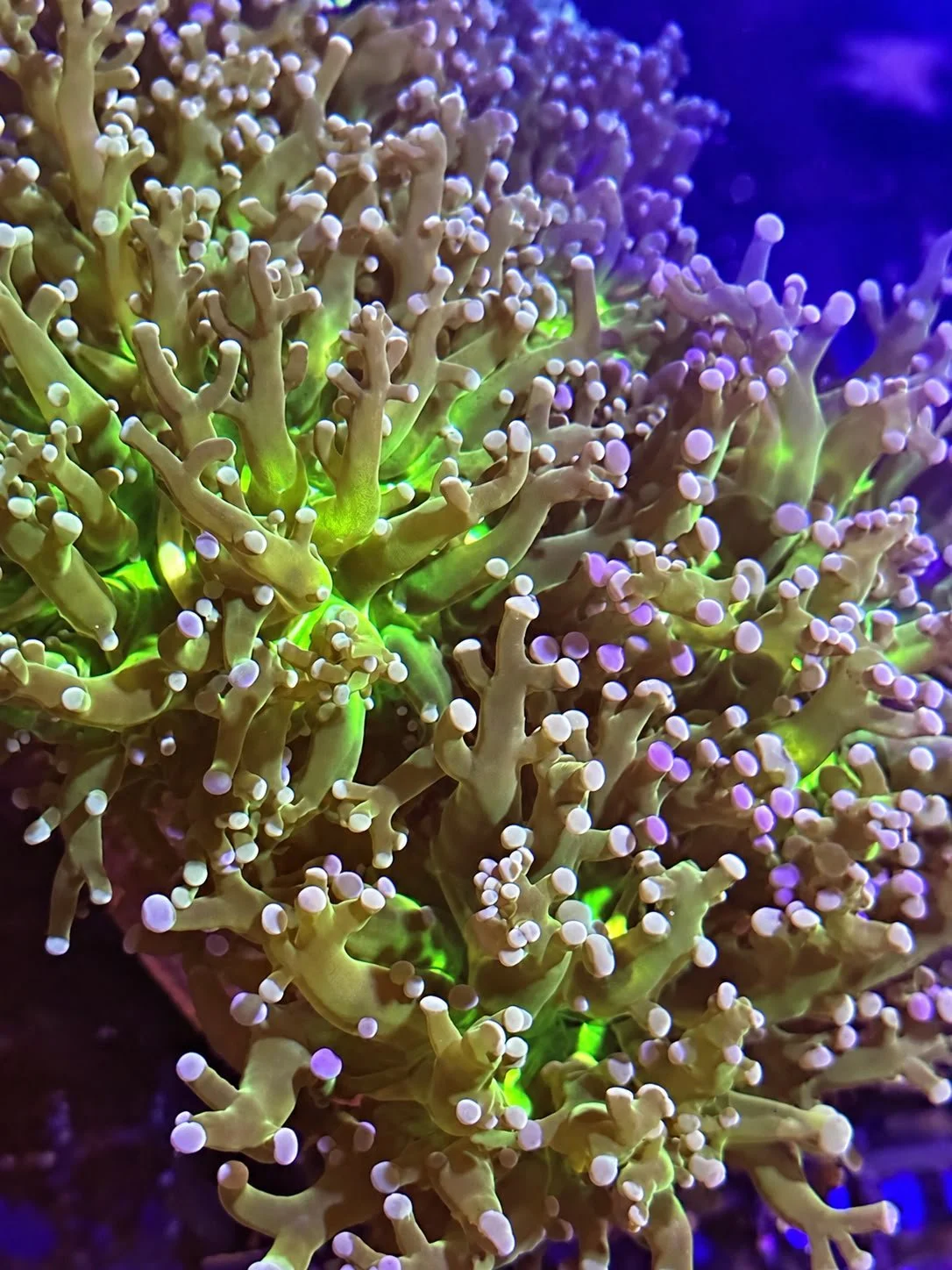 Holy Grail Green Mouth Frogspawn.jpe