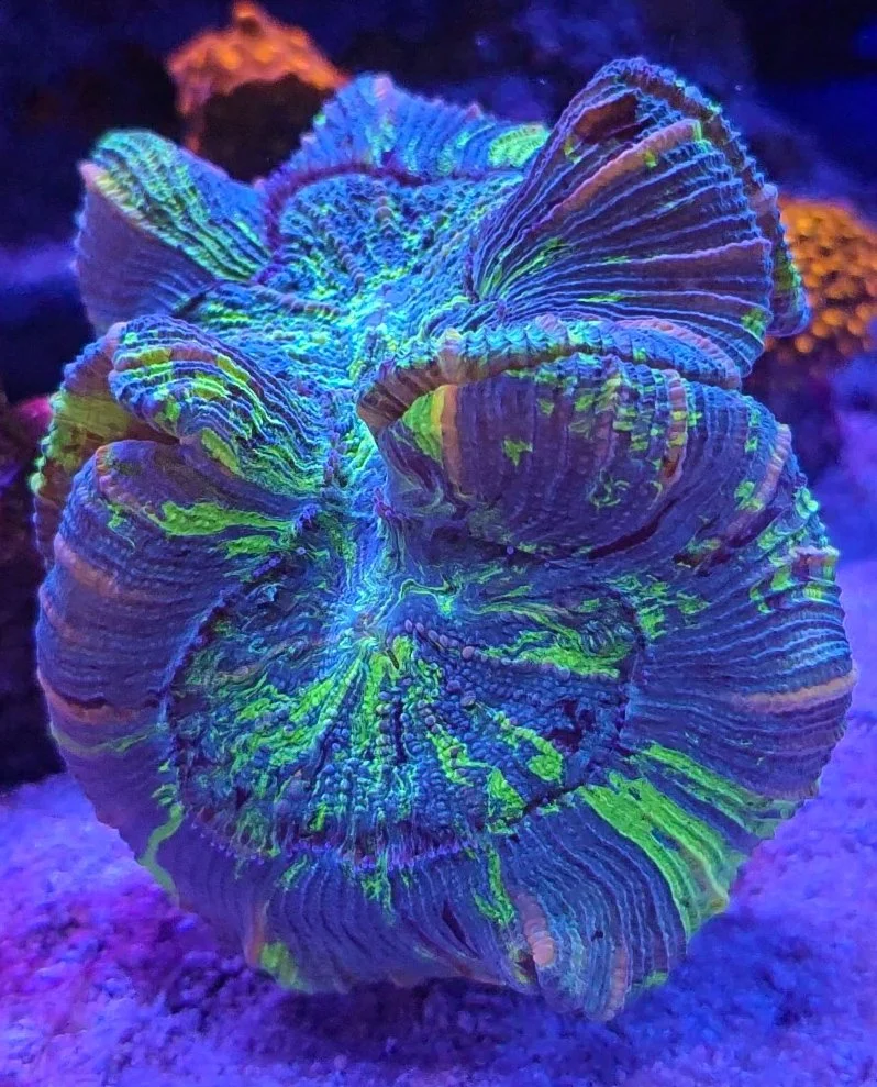 Colorful coral with vibrant blue, green, and purple hues underwater.