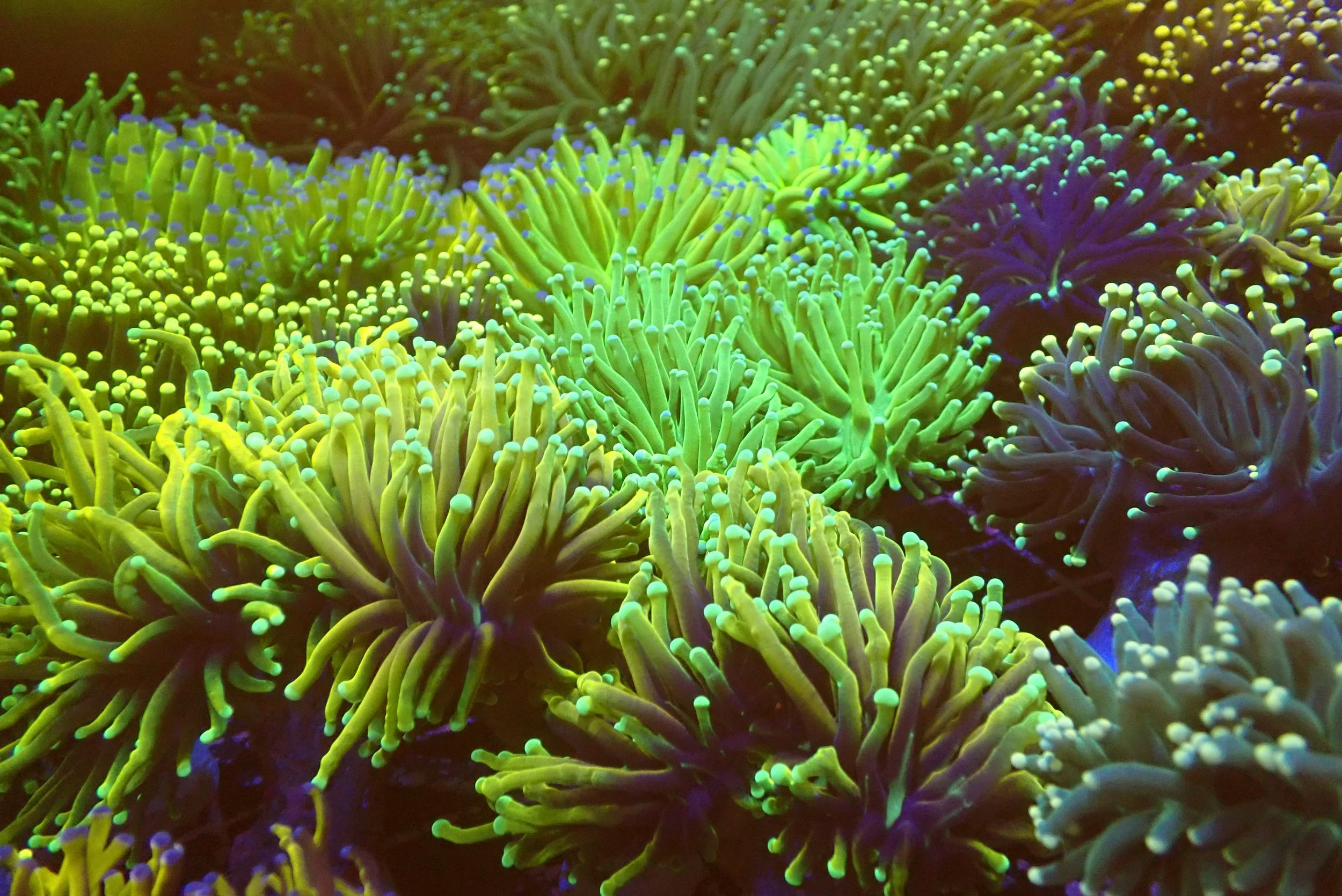 Colorful coral reef with various neon green, yellow, purple, and blue coral formations.