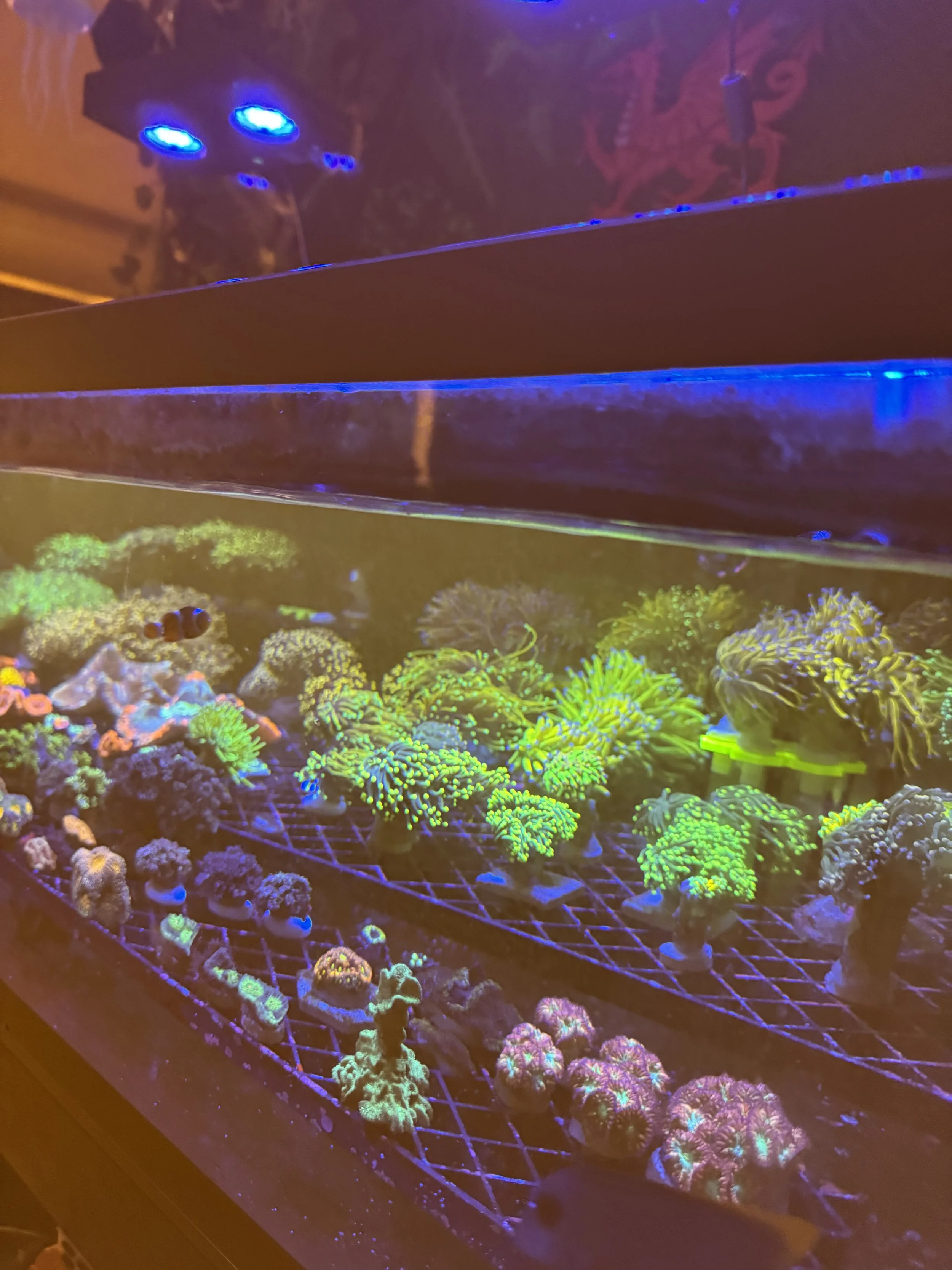 Colorful coral reef display inside an aquarium with various types of corals illuminated by blue and fluorescent lighting.