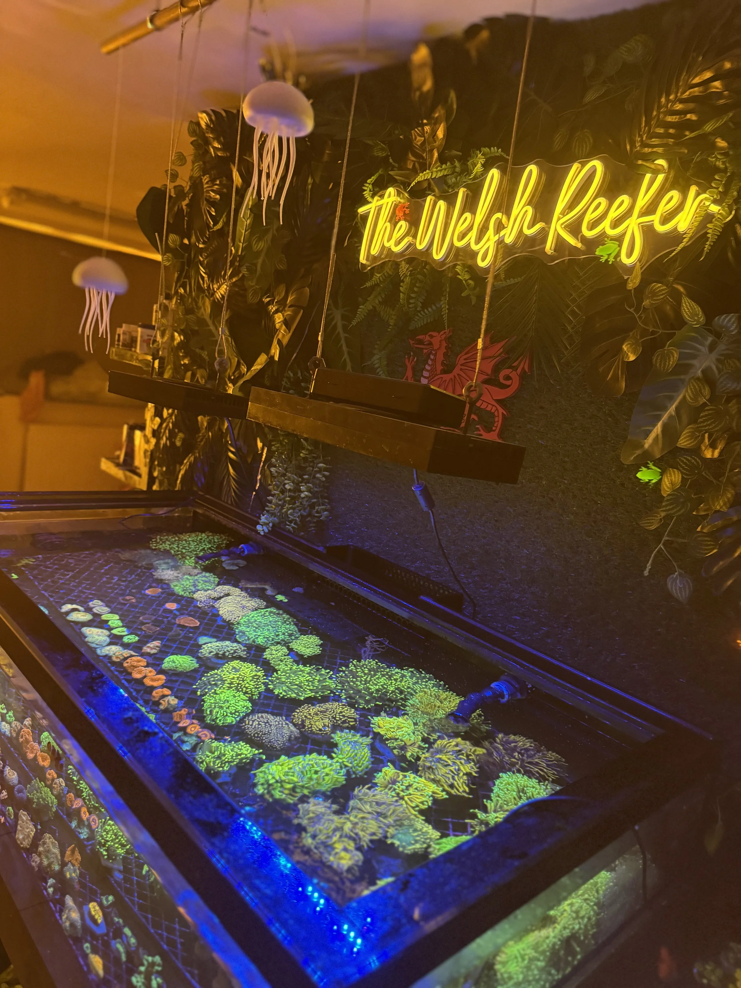 A display of coral in an illuminated tank at The Welsh Reef, with a neon sign above reading 'The Welsh Reef' and decorative jellyfish hanging from the ceiling.