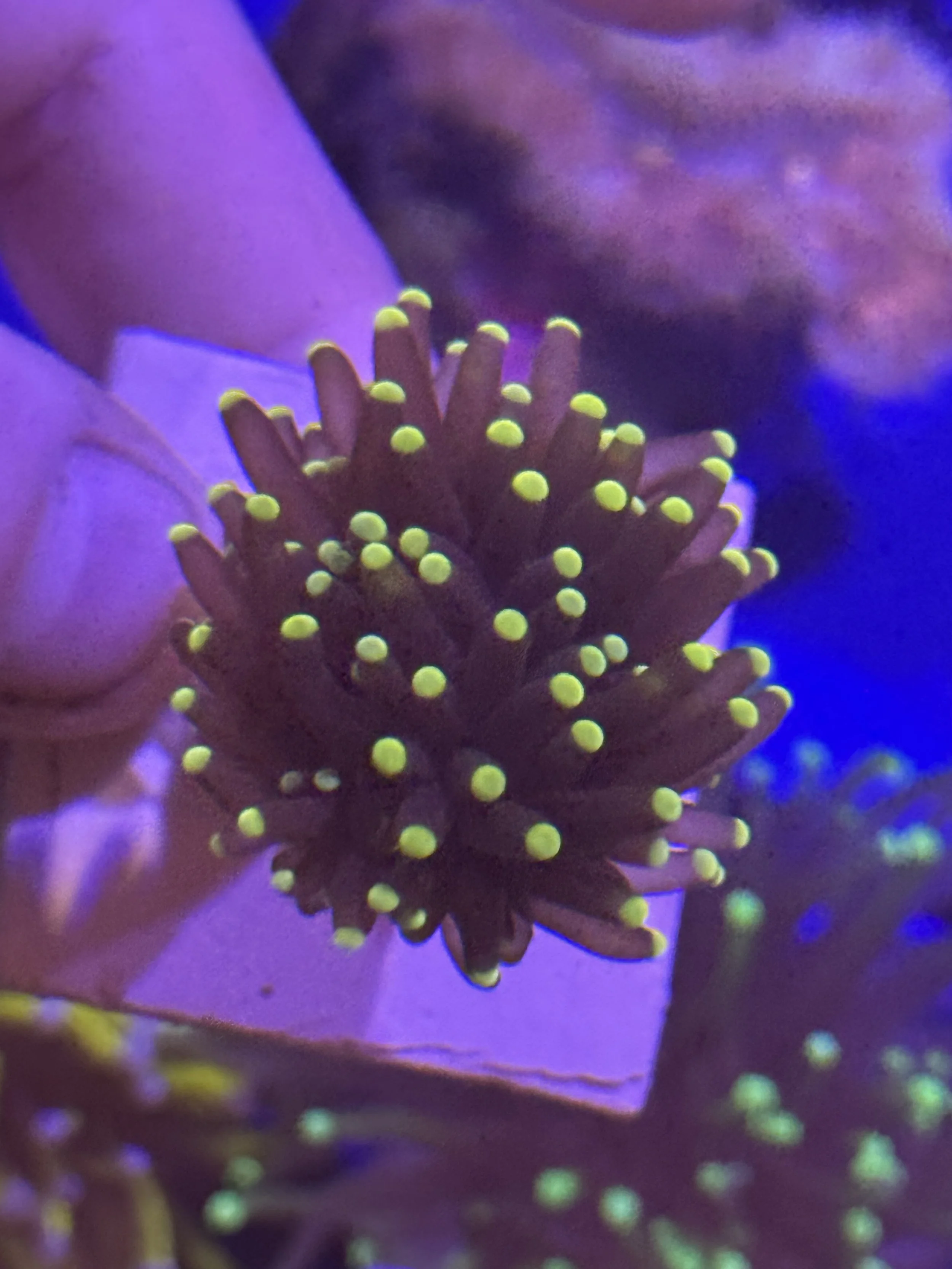 Black Stem Peach Tips #2