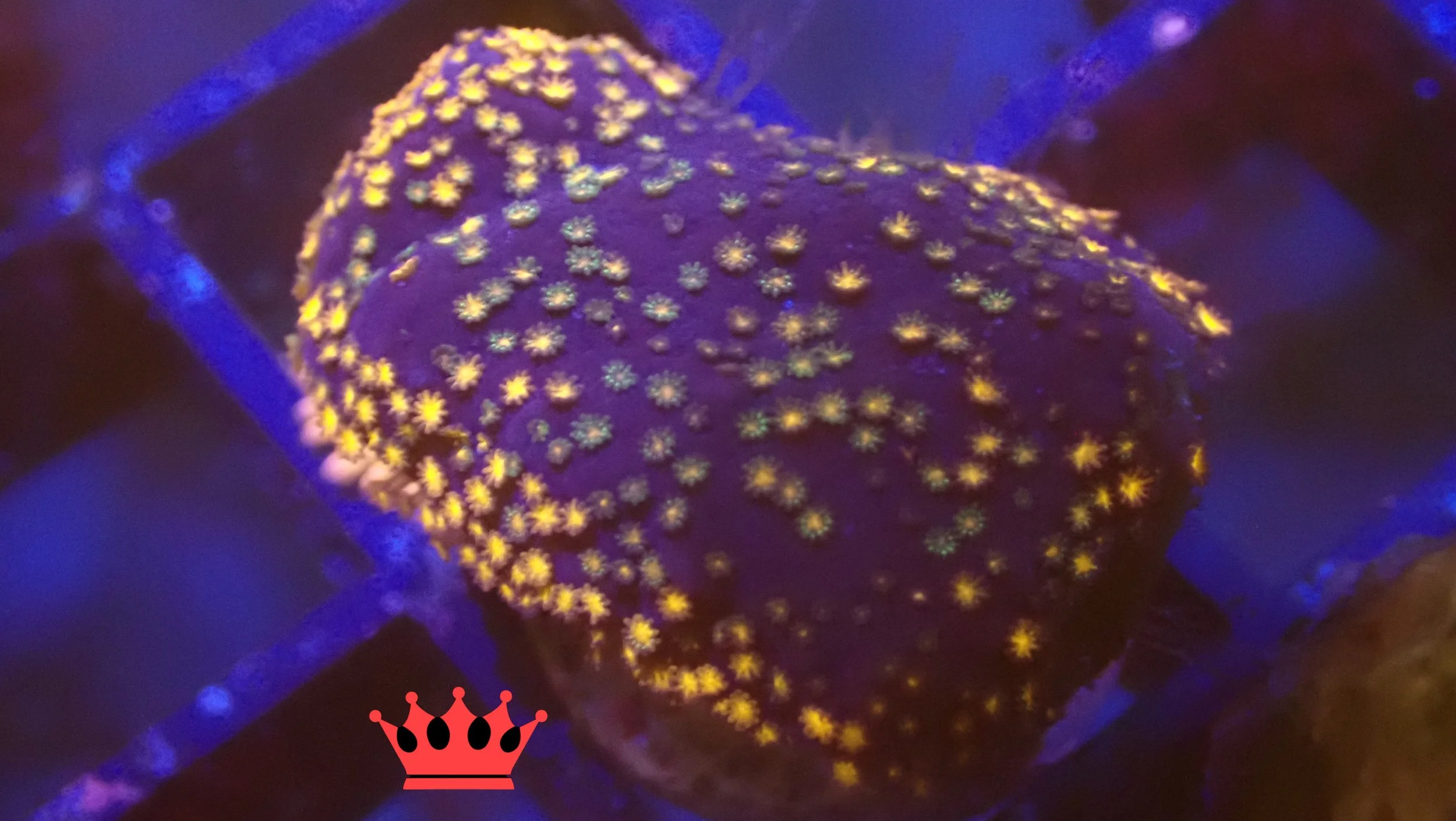 Close-up of a coral with yellow polyps under blue lighting.
