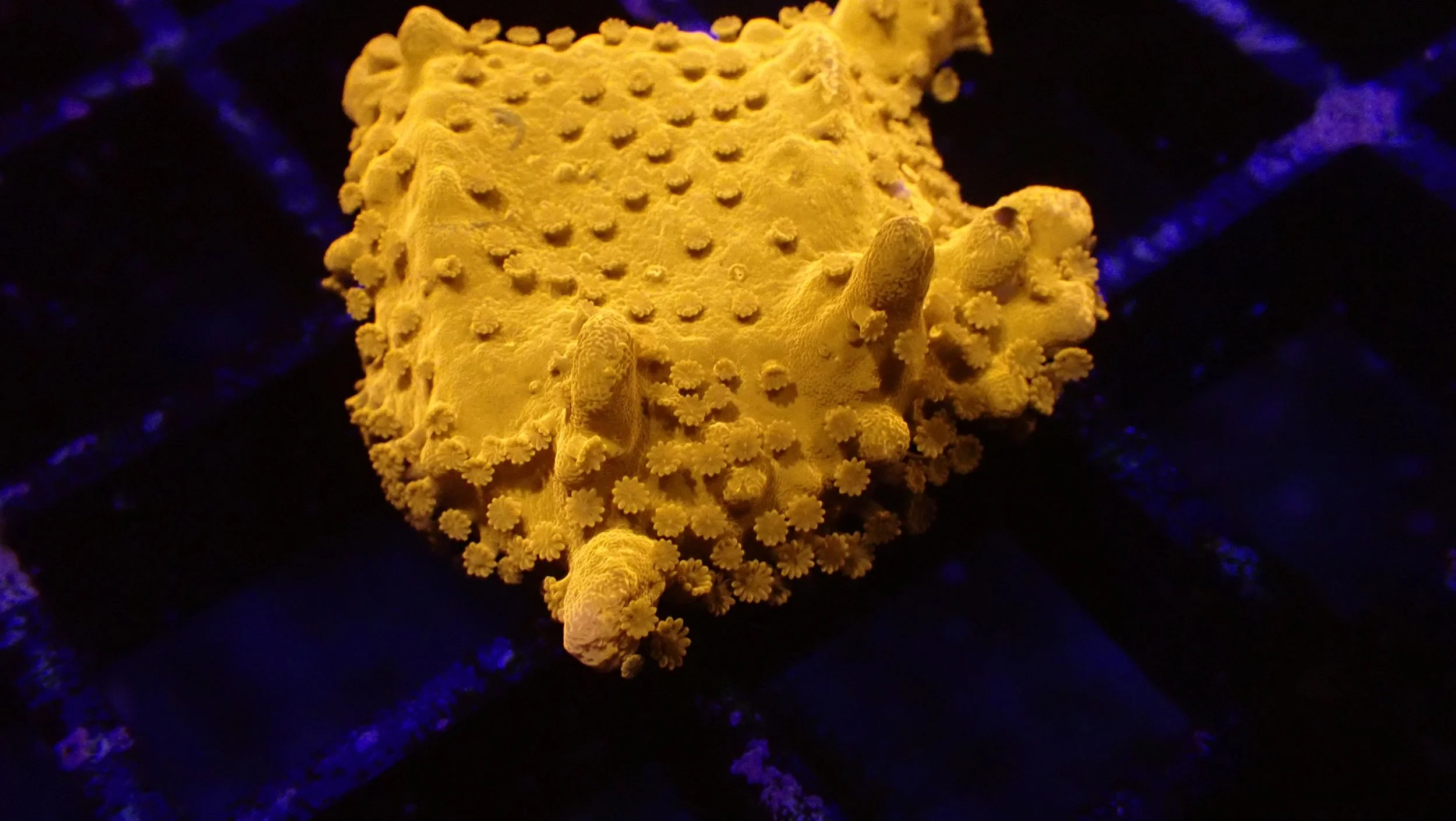 Close-up of a yellow coral with textured surface and small polyps, illuminated under blue light.