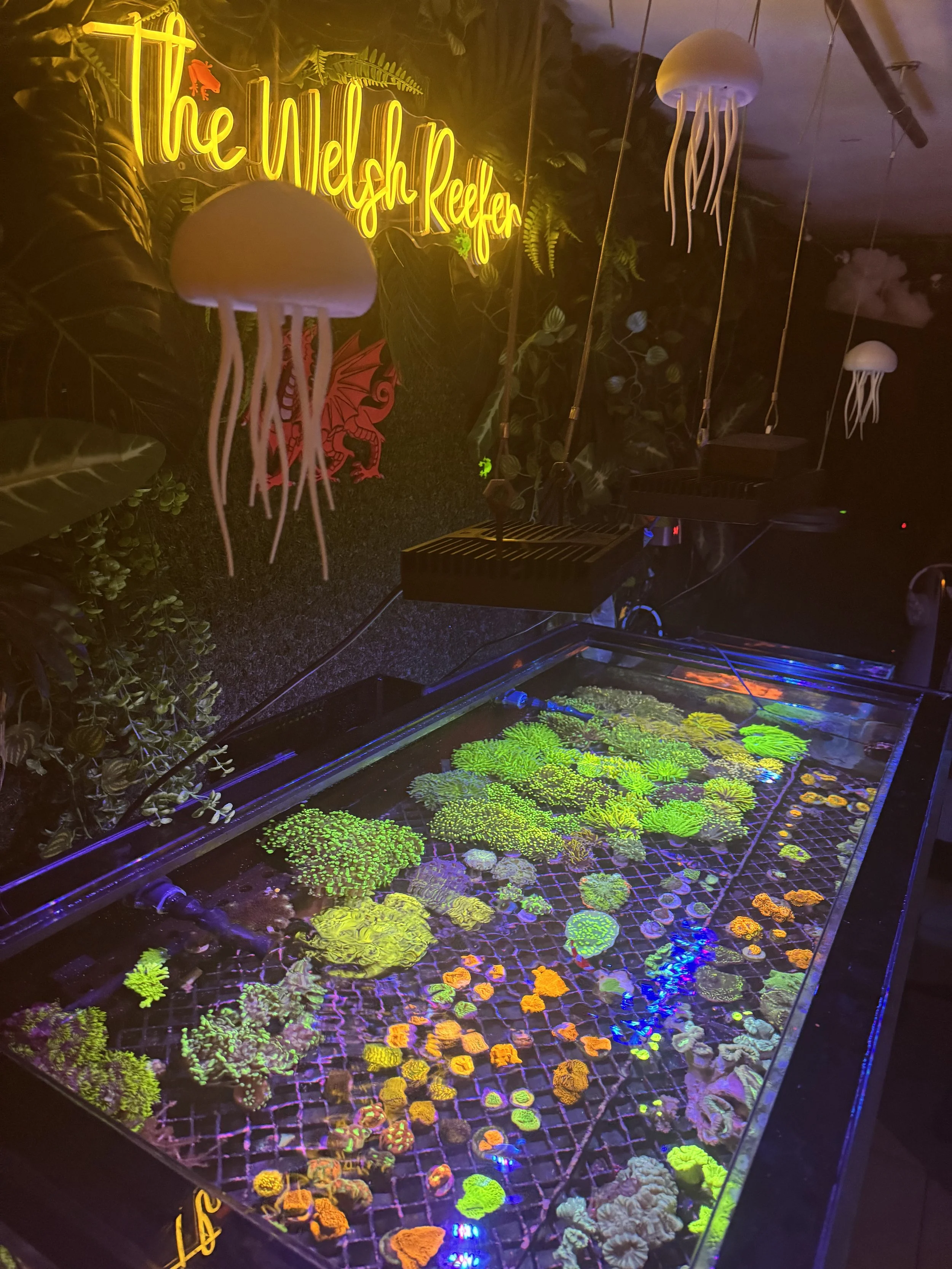 A glass-top water table with various colorful coral fragments inside, illuminated by neon lighting, with hanging jellyfish decorations and a neon sign that reads 'The Wedge Reef' in the background, giving an underwater or reef-themed ambiance.