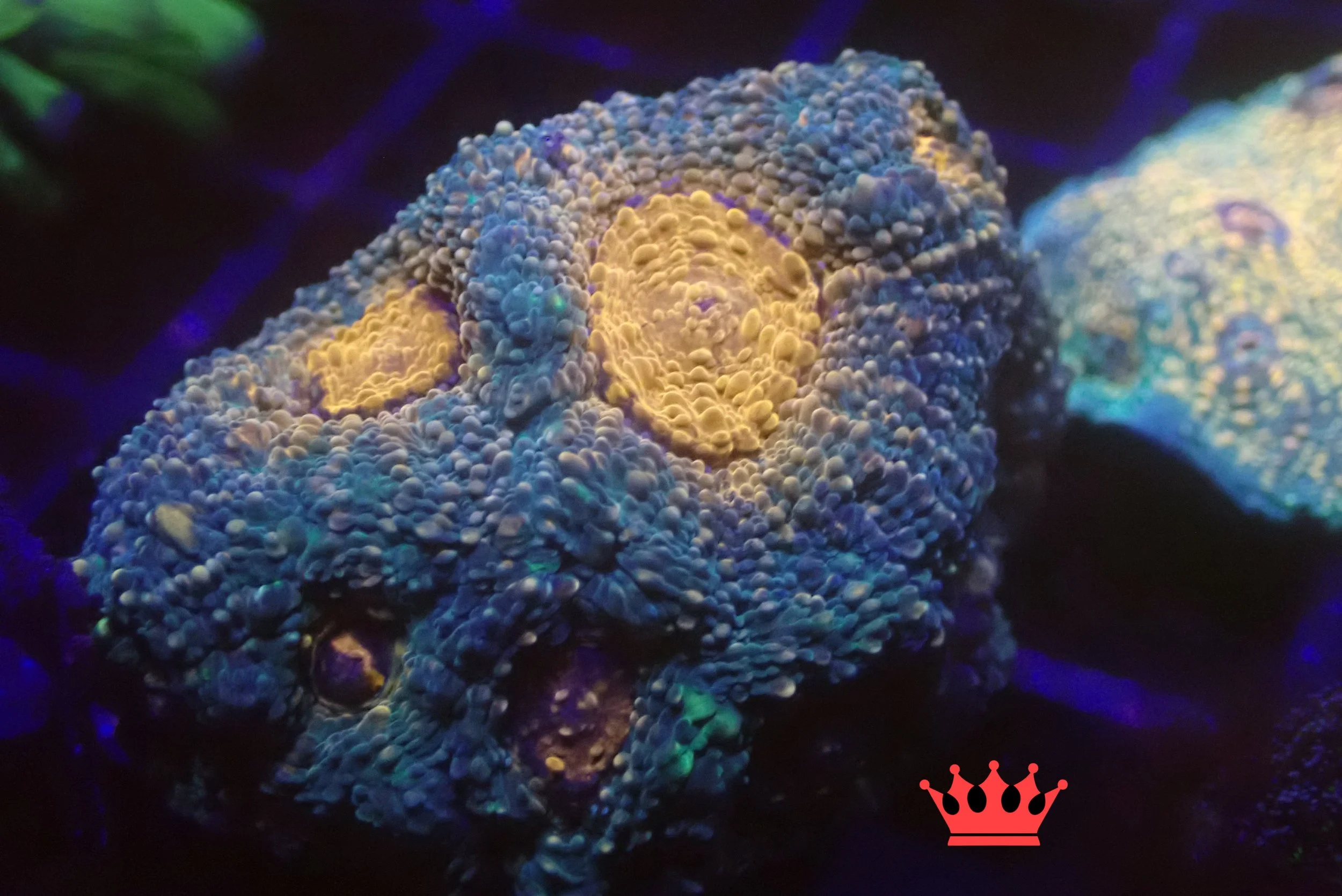 Close-up of a colorful, textured coral under blue lighting, showing detailed polyps and vibrant hues.