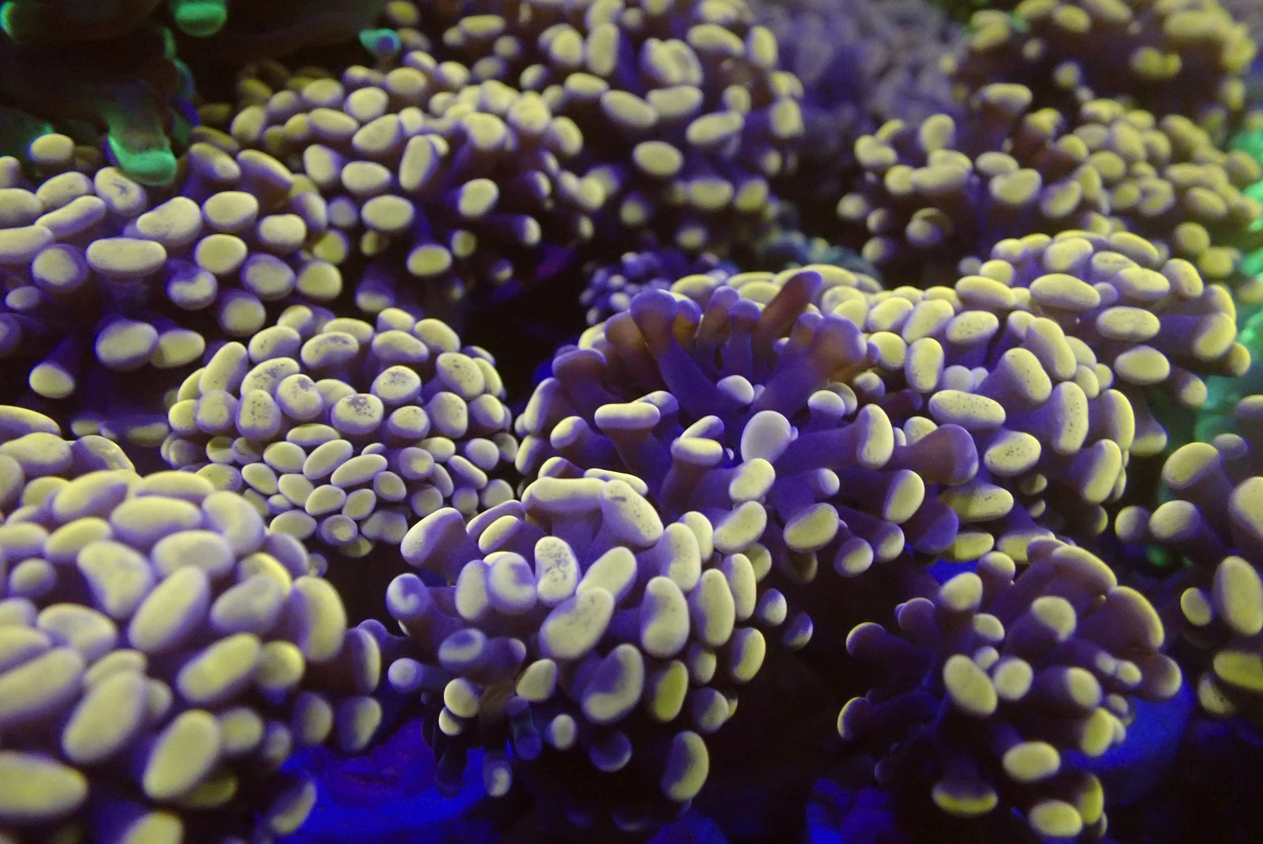 Close-up of coral with yellow and purple-colored polyps.