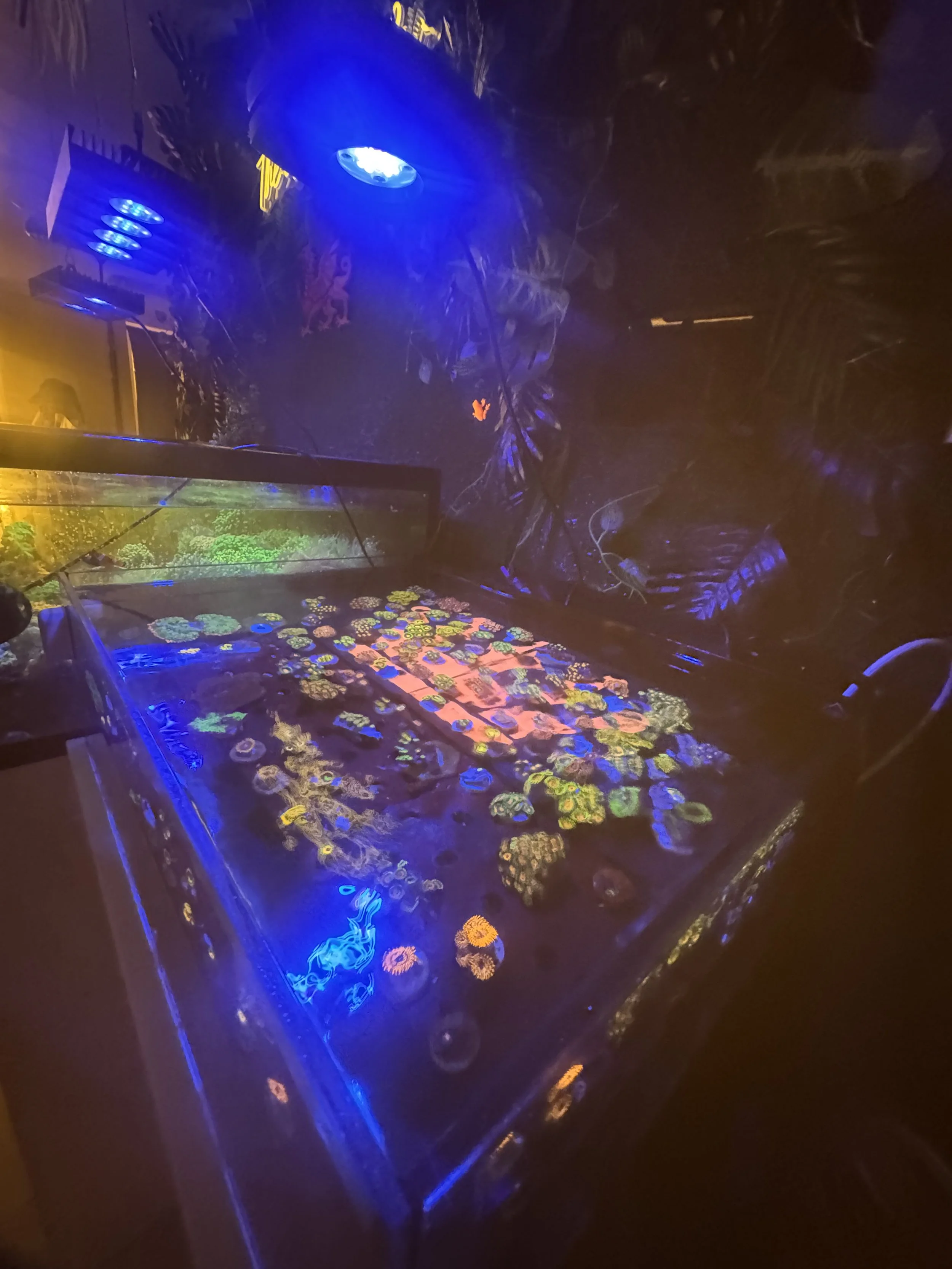 Underwater coral reef display illuminated with blue and UV lights in a dim room, showcasing various brightly colored corals.