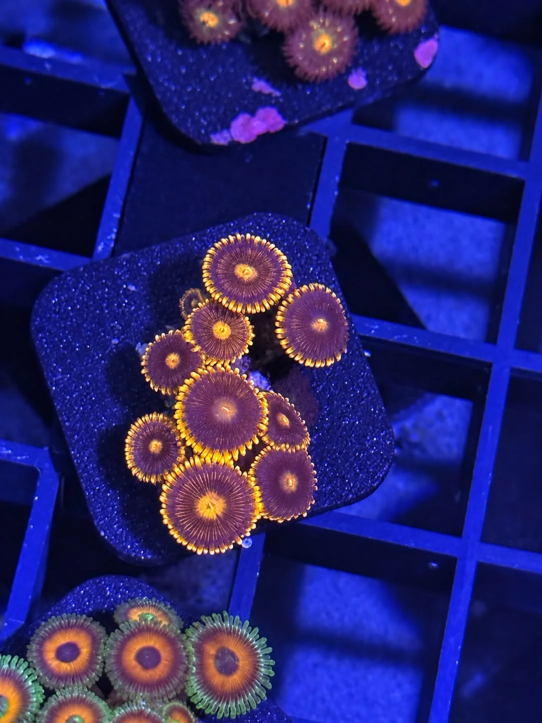 WYSIWYG Zoa 11.jpe