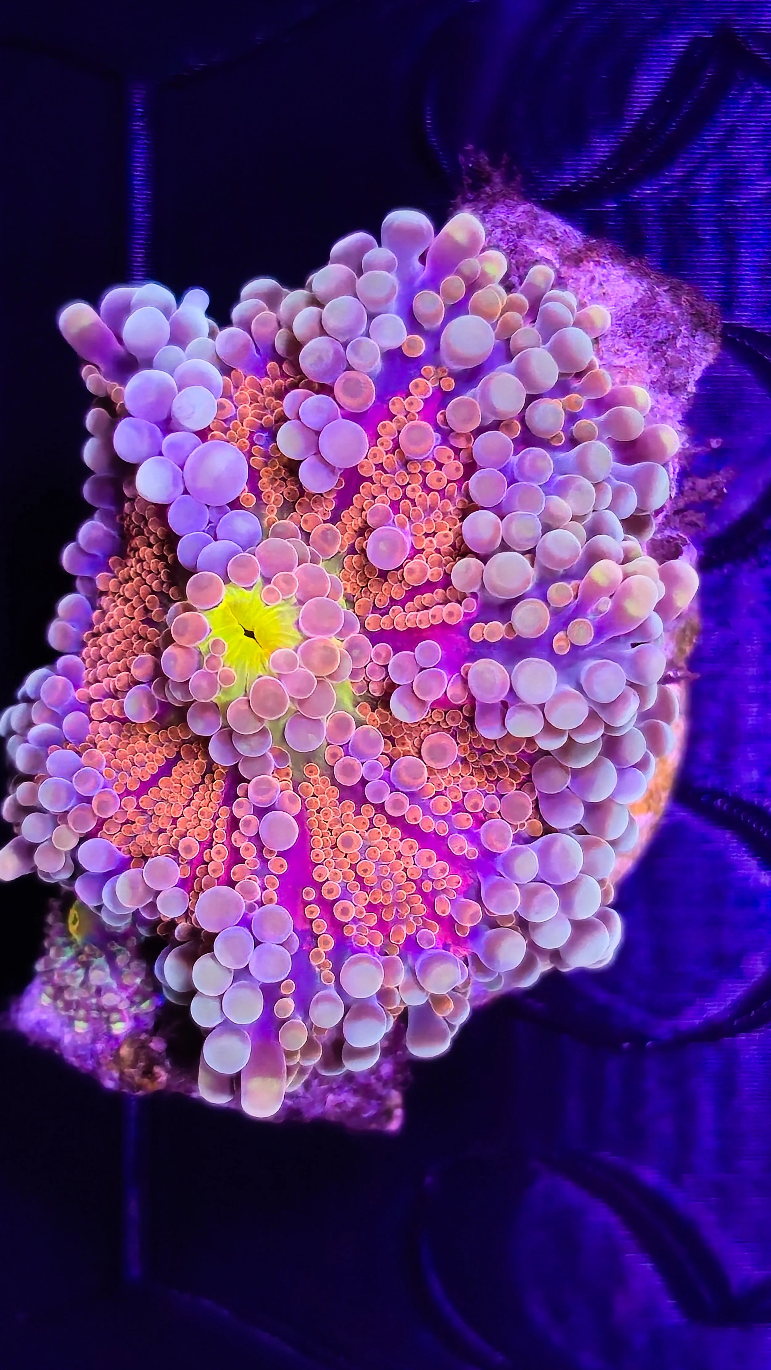 Close-up of a colorful coral reef displaying vibrant purple, pink, and yellow colors under blue lighting.