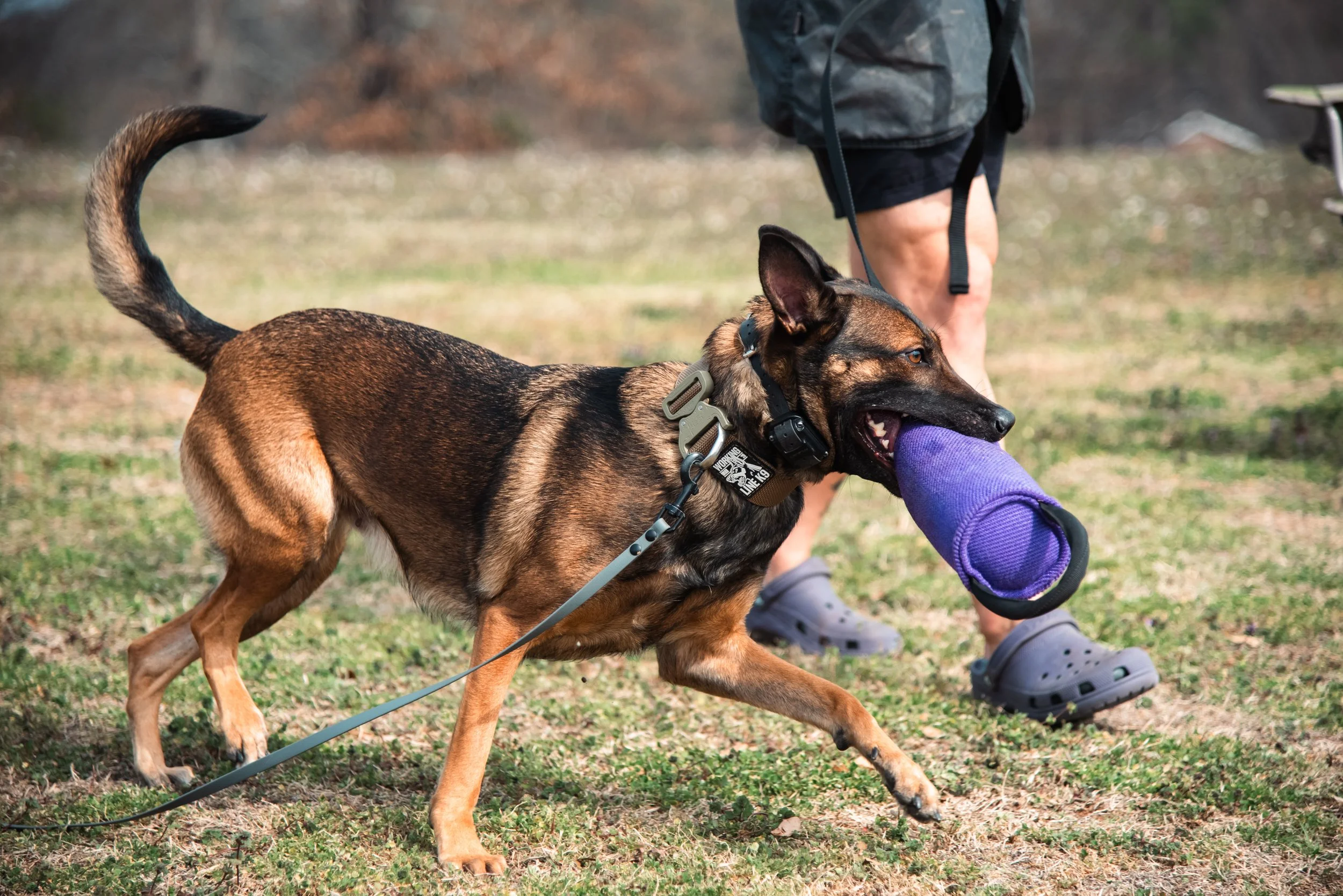"Ranger" collar - Coyote + Tan 499 Buckle