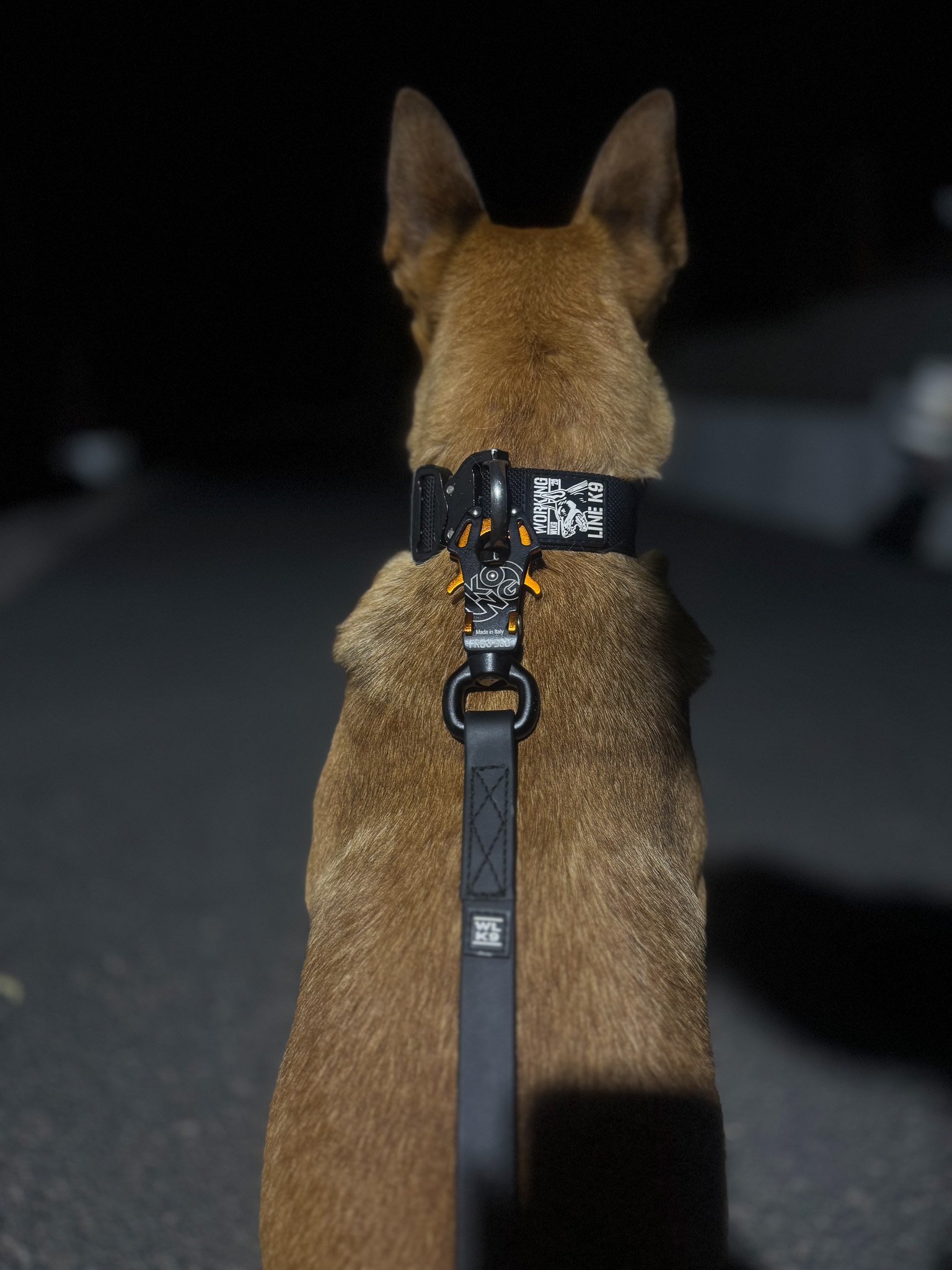 "Ranger" Collar + 1" BioThane Beta Leash, Kong Frog 360 clip
