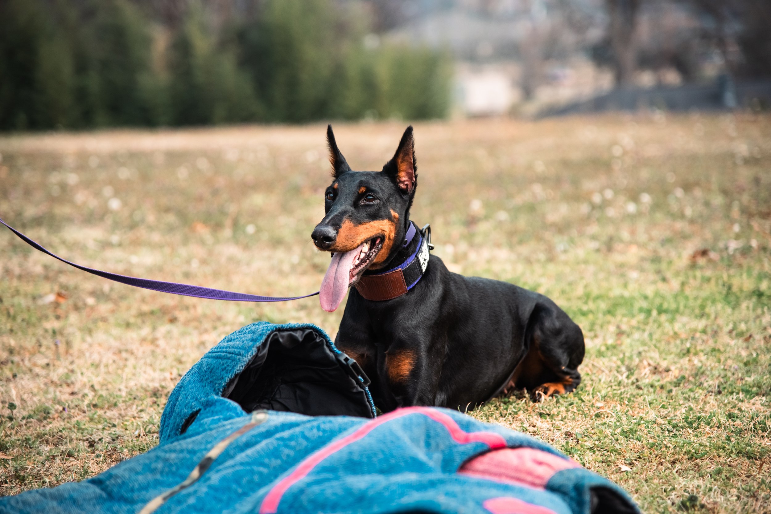 2inch Black & Purple