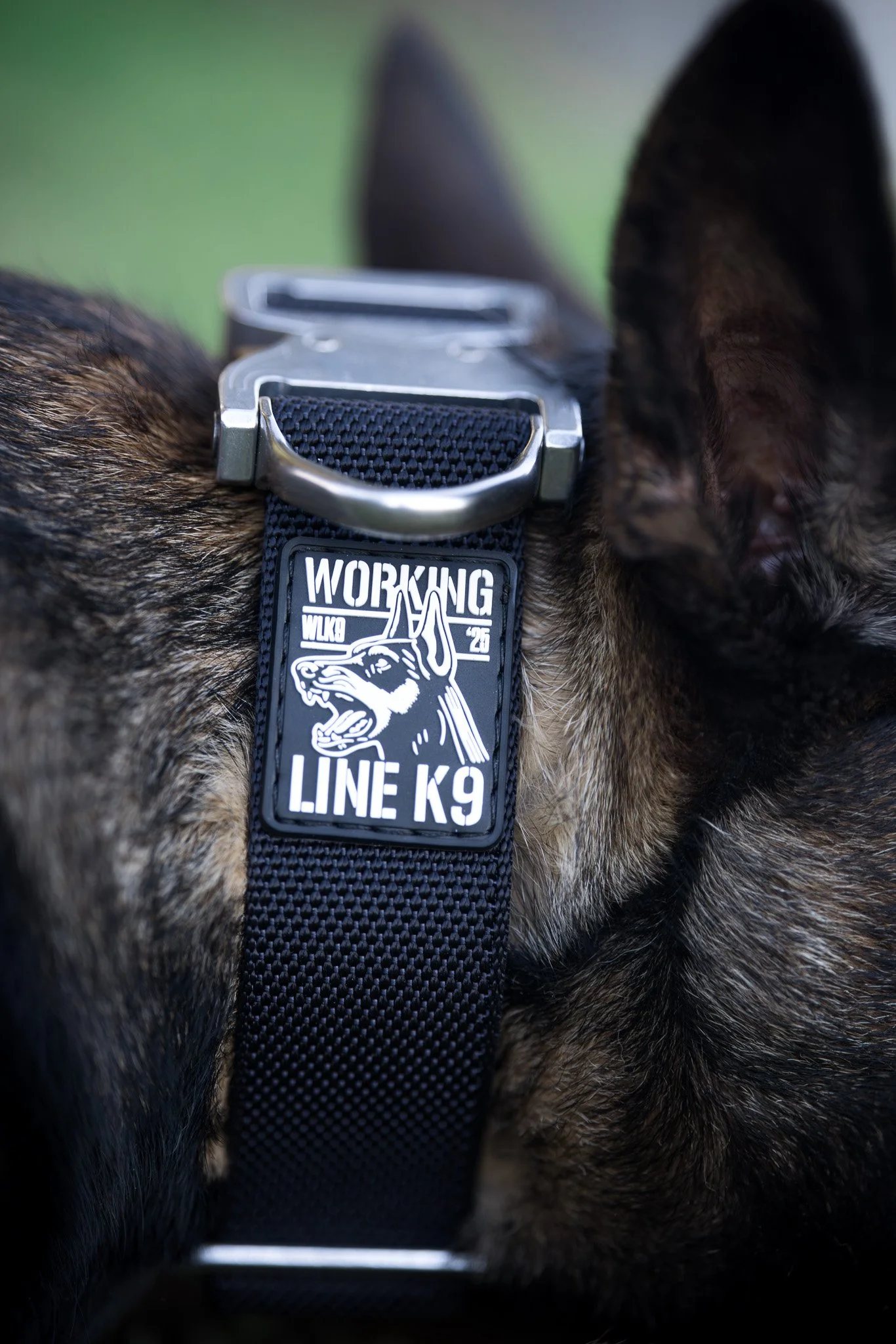 1.75" 'Ranger" collar - Silver Cobra