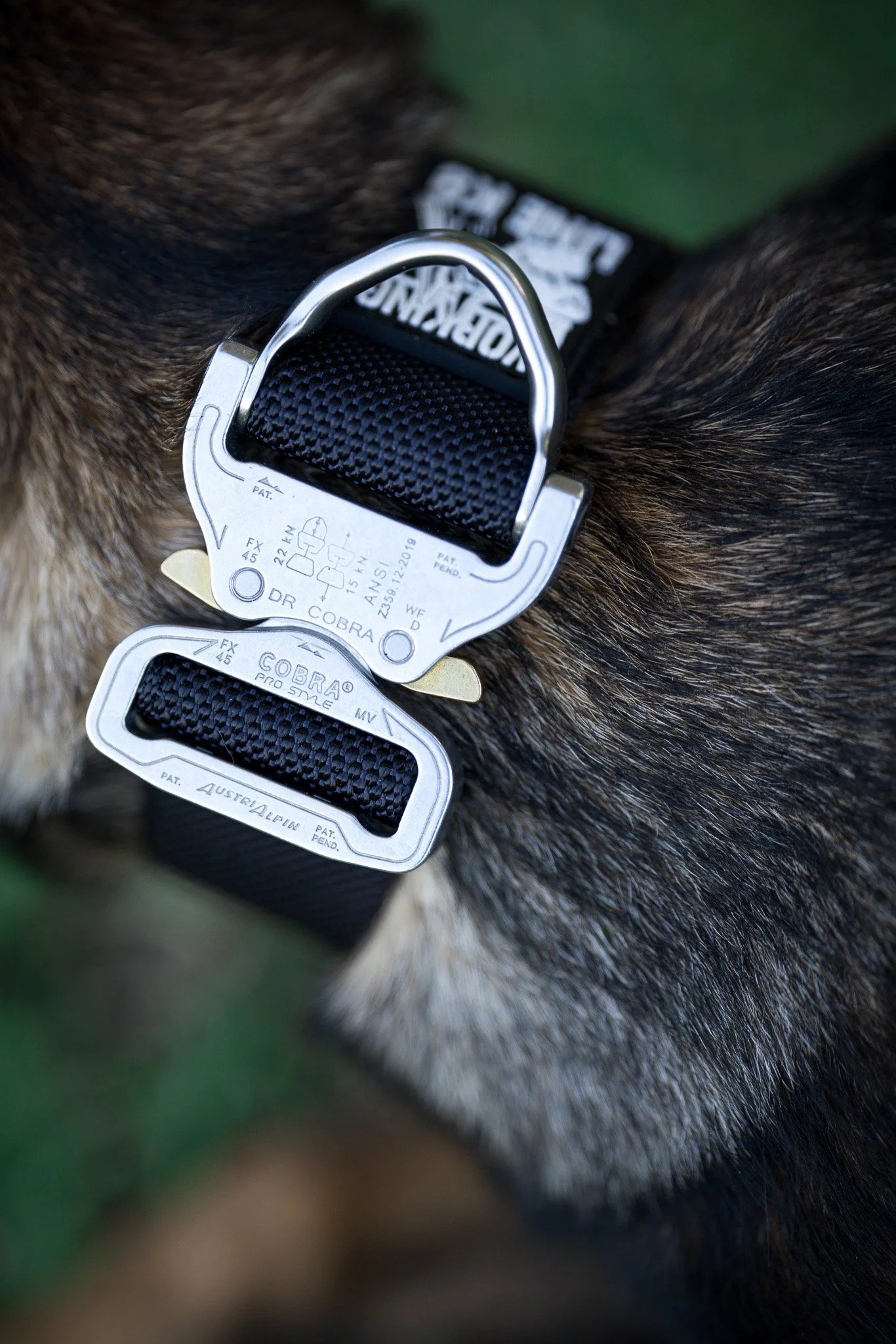 1.75" 'Ranger" collar - Silver Cobra