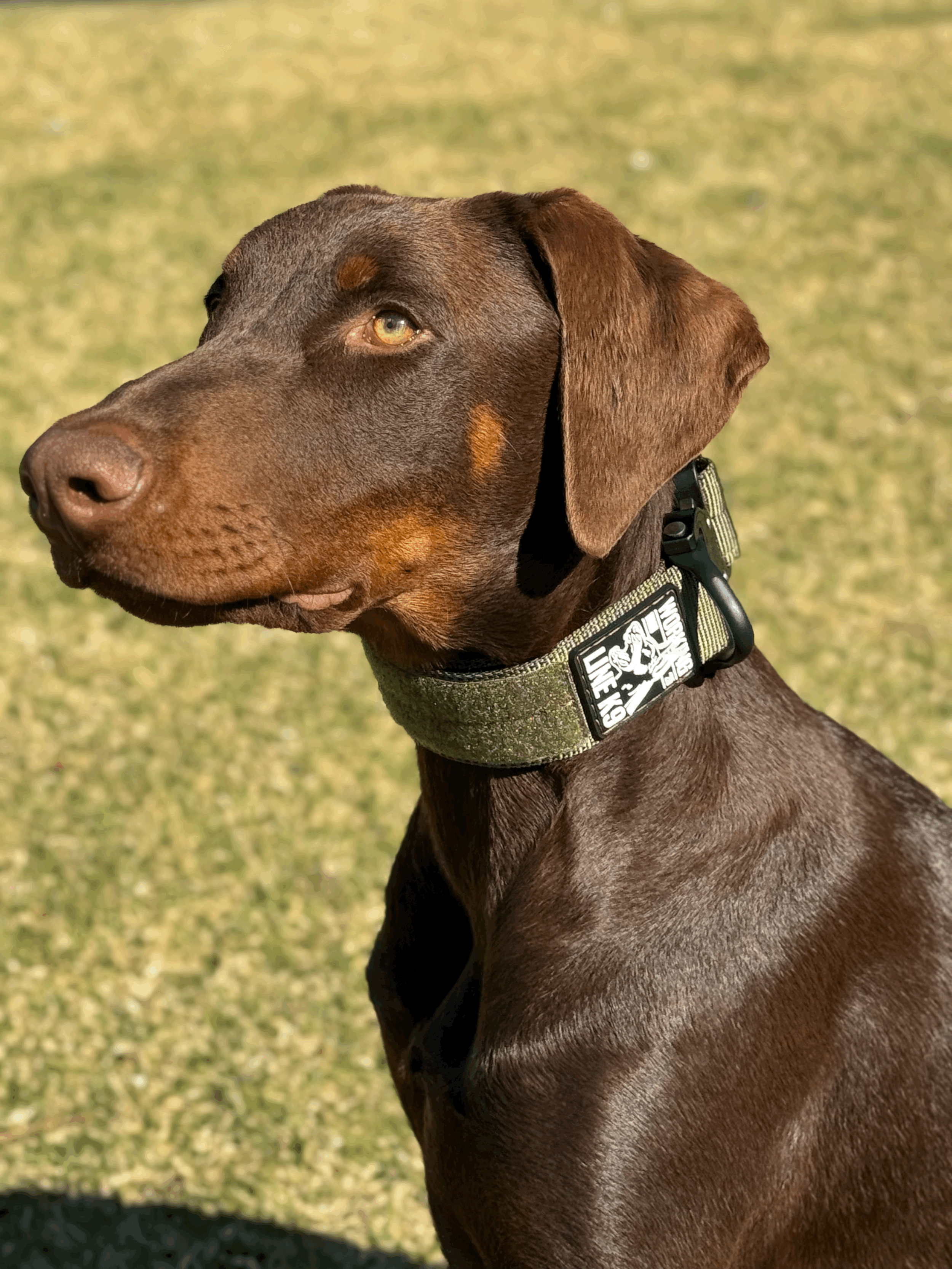 WLK9 Patrol Flat Collar