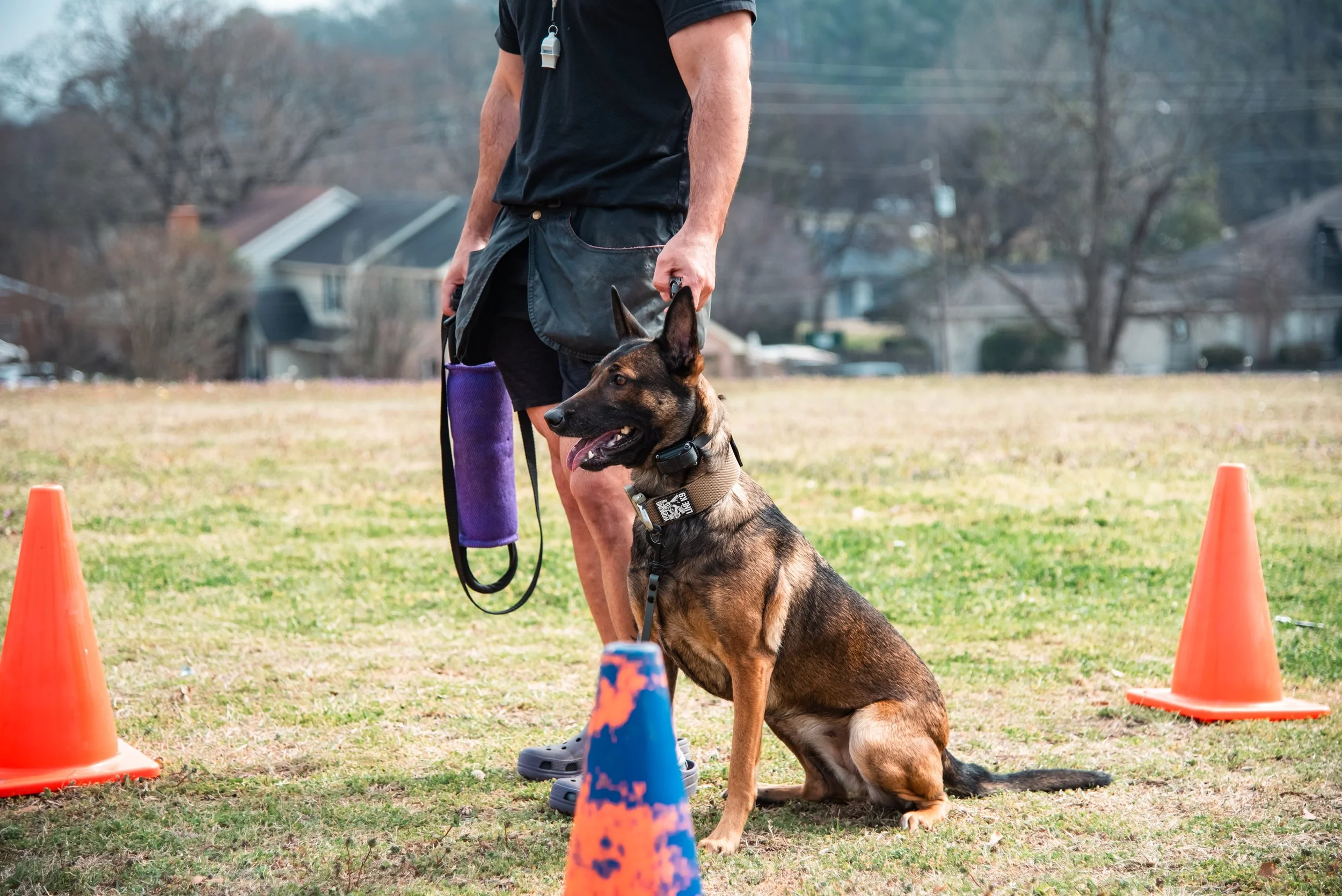 "Ranger" collar - Coyote + Tan 499 Buckle