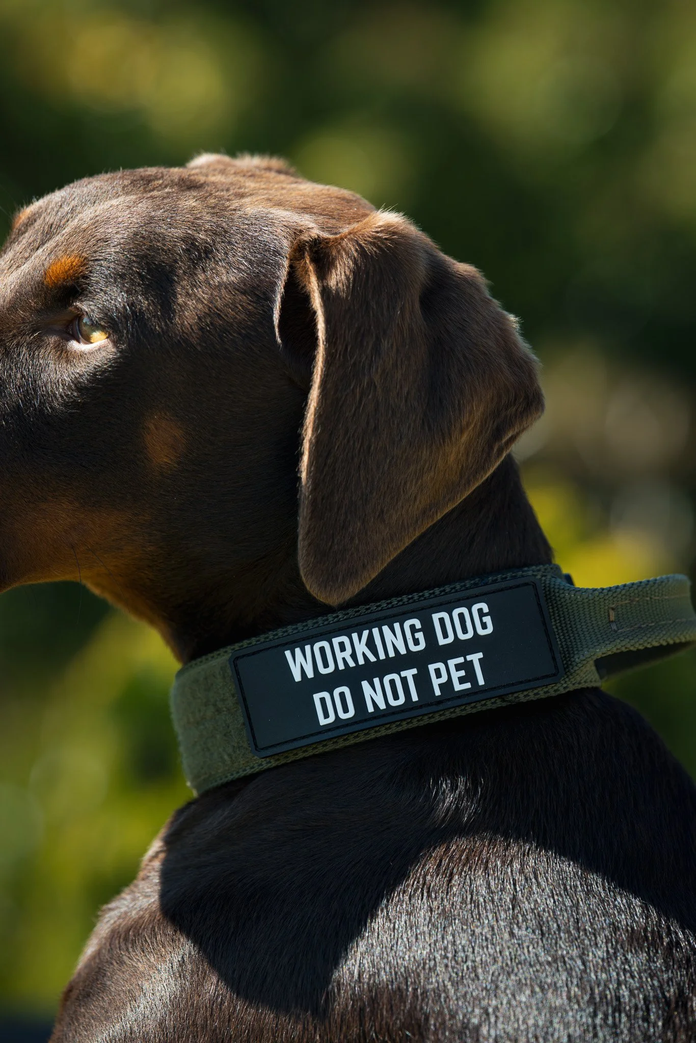 PVC Patch - WORKING DOG DO NOT PET