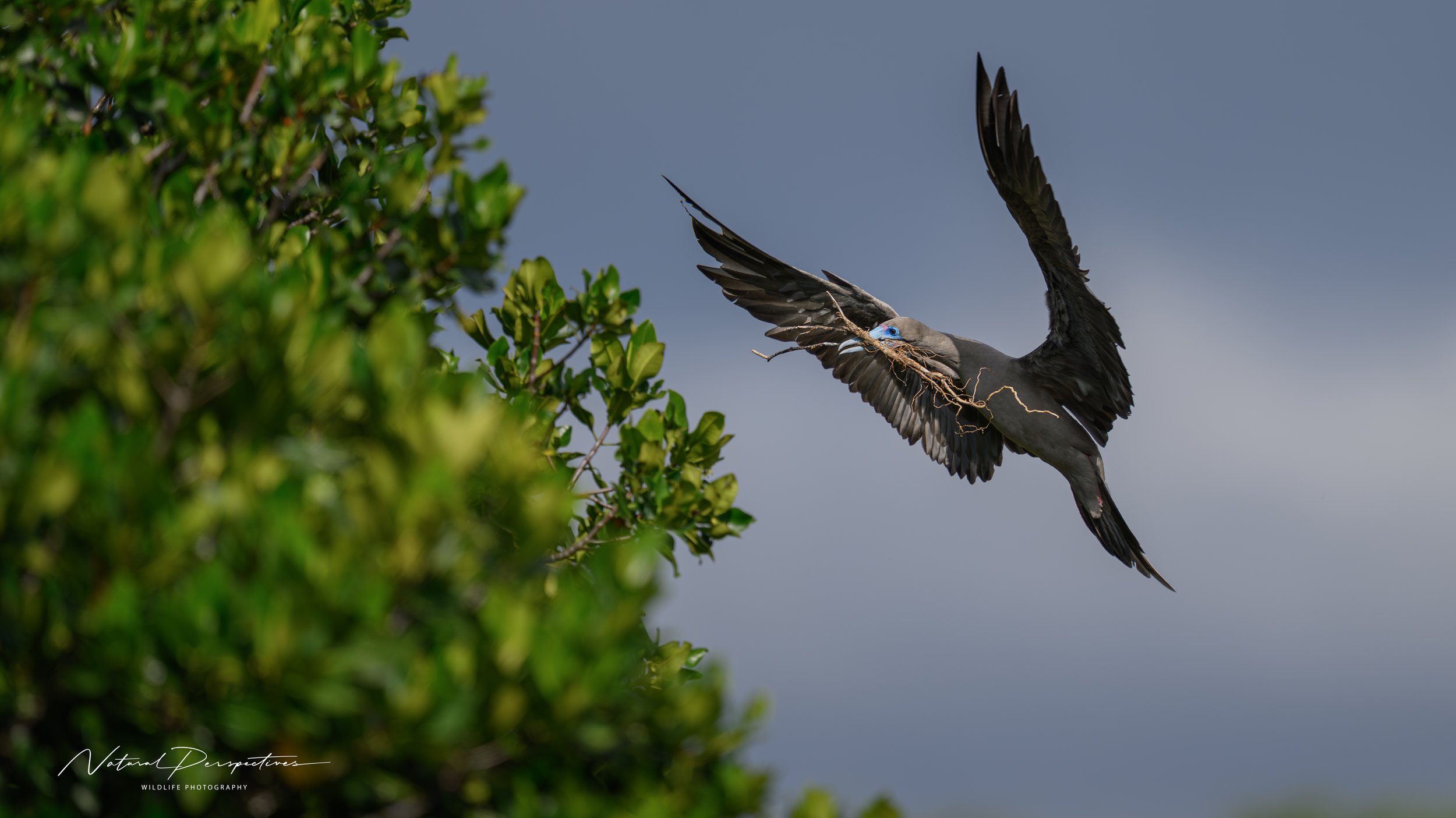 Red Footed Booby 2 - Darwin's Landing, Genovesa - 2026-02-14-4013.jpg