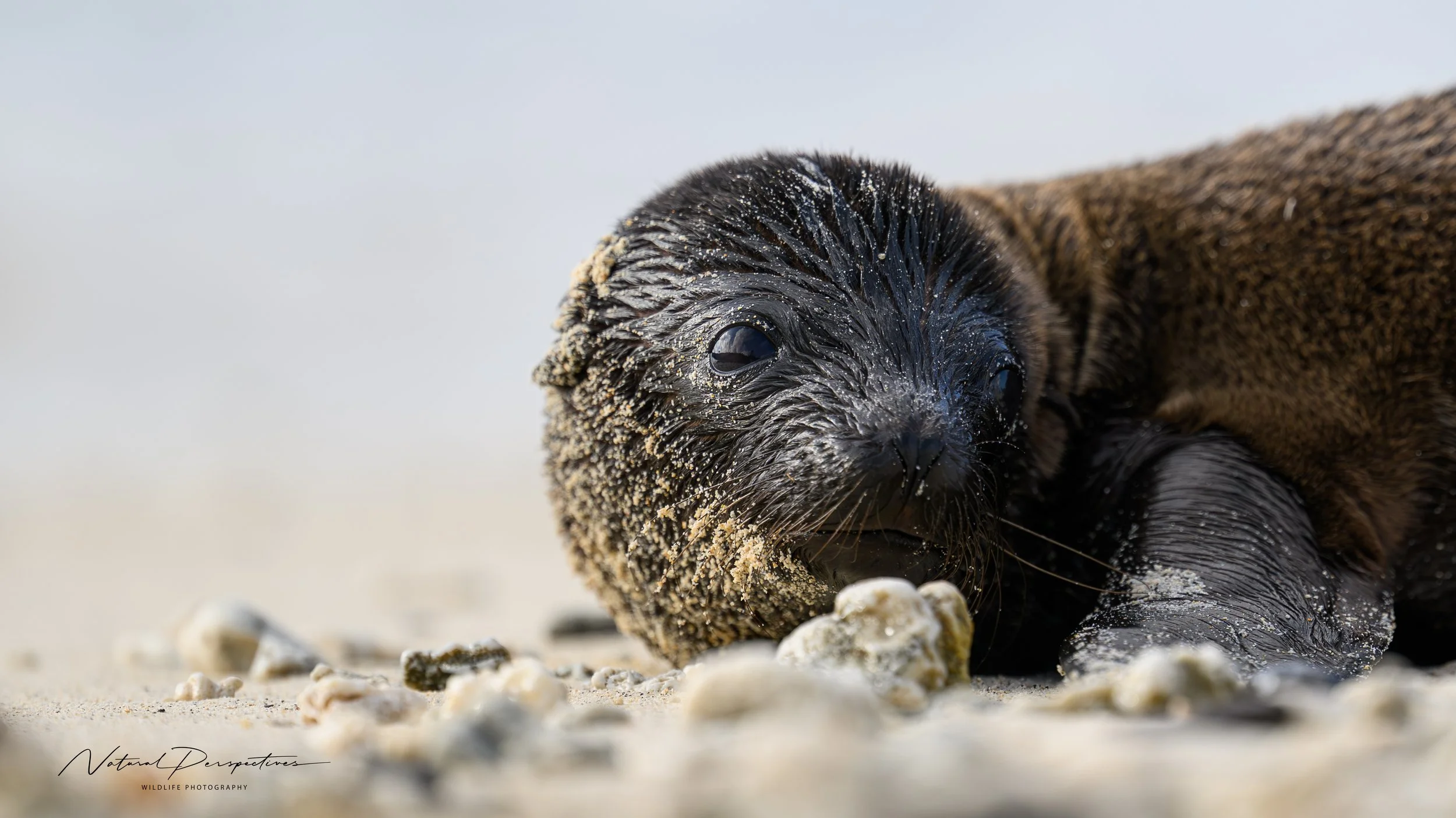 Sea Lion 1 - Darwin's Landing, Genovesa - 2026-02-14-3424.jpg