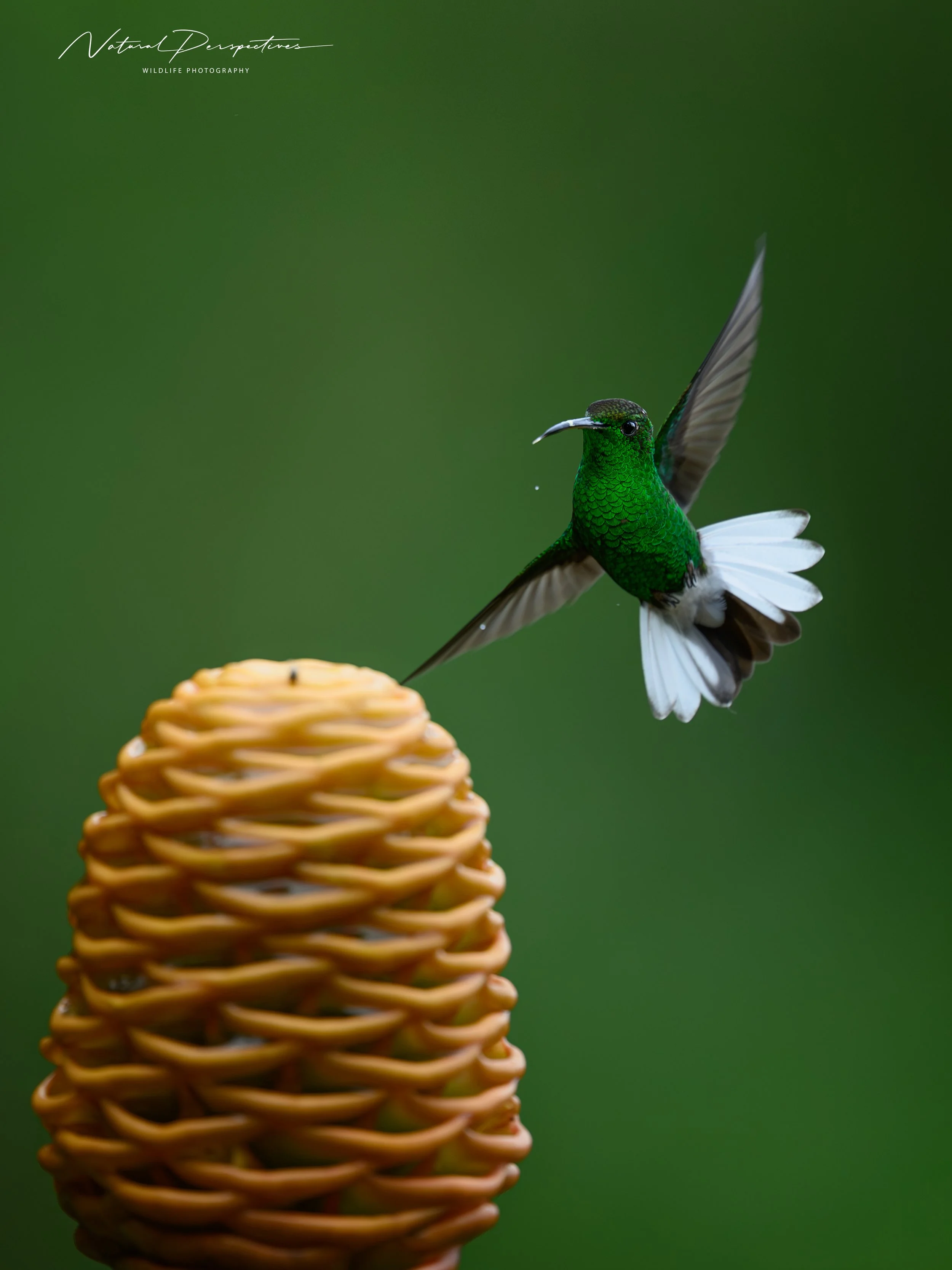 Coppery-headed Emerald 1 - San Ramon, Costa Rica - 2026-06-30-2462.jpg