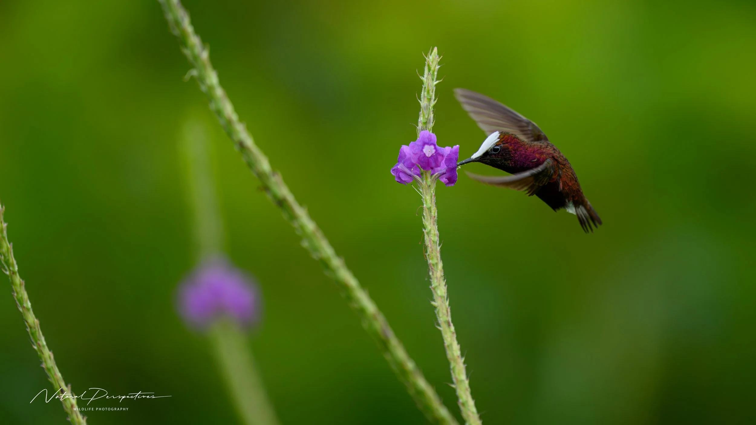 Snowcap 2 - Monteverde, Costa Rica - 2026-07-05-98525.jpg