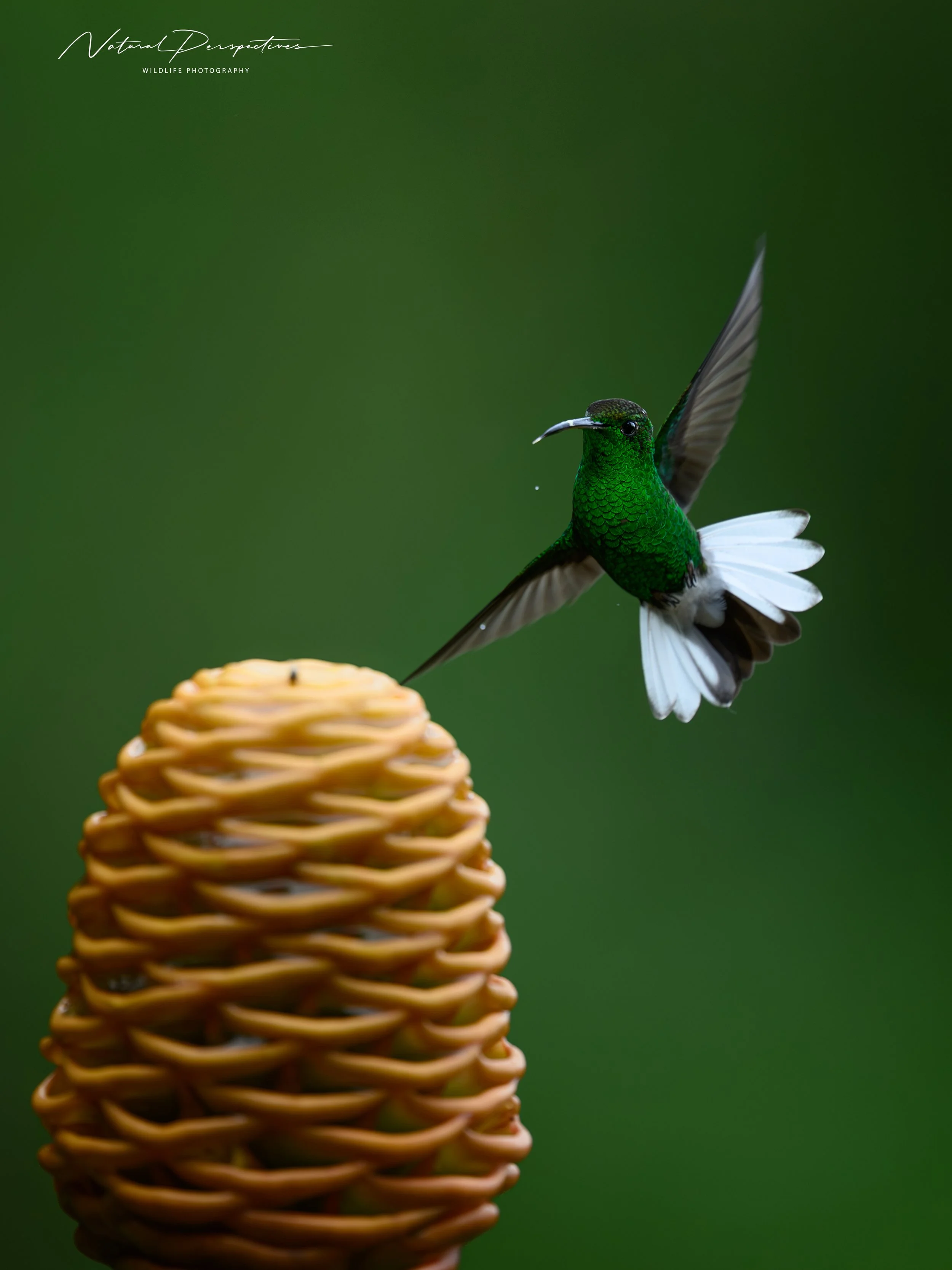 Coppery-headed Emerald 1 - San Ramon, Costa Rica - 2026-06-30-2462.jpg