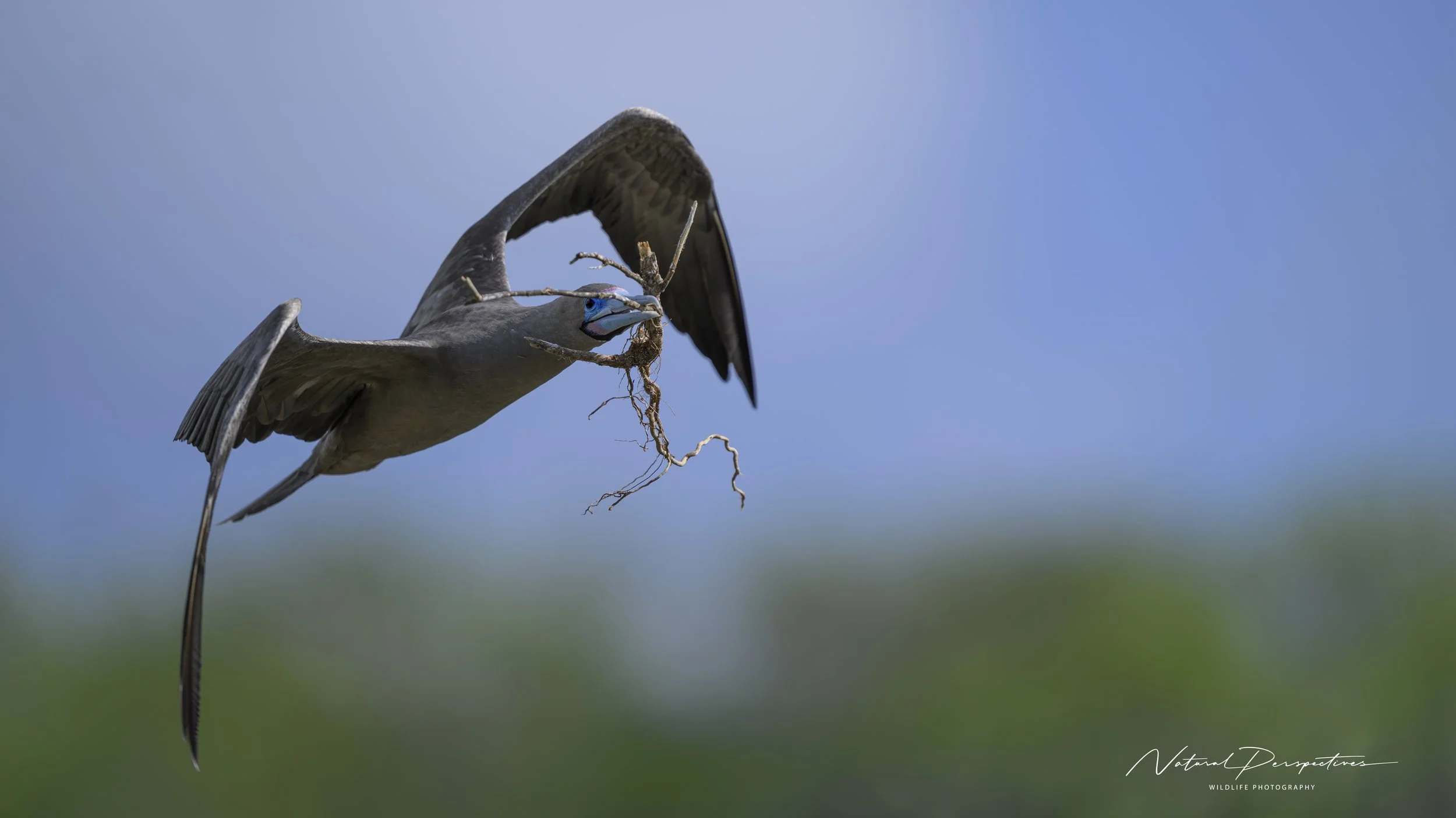 Red Footed Booby 1 - Darwin's Landing - genovesa, Galapagos - 2026-02-14-3998.jpg