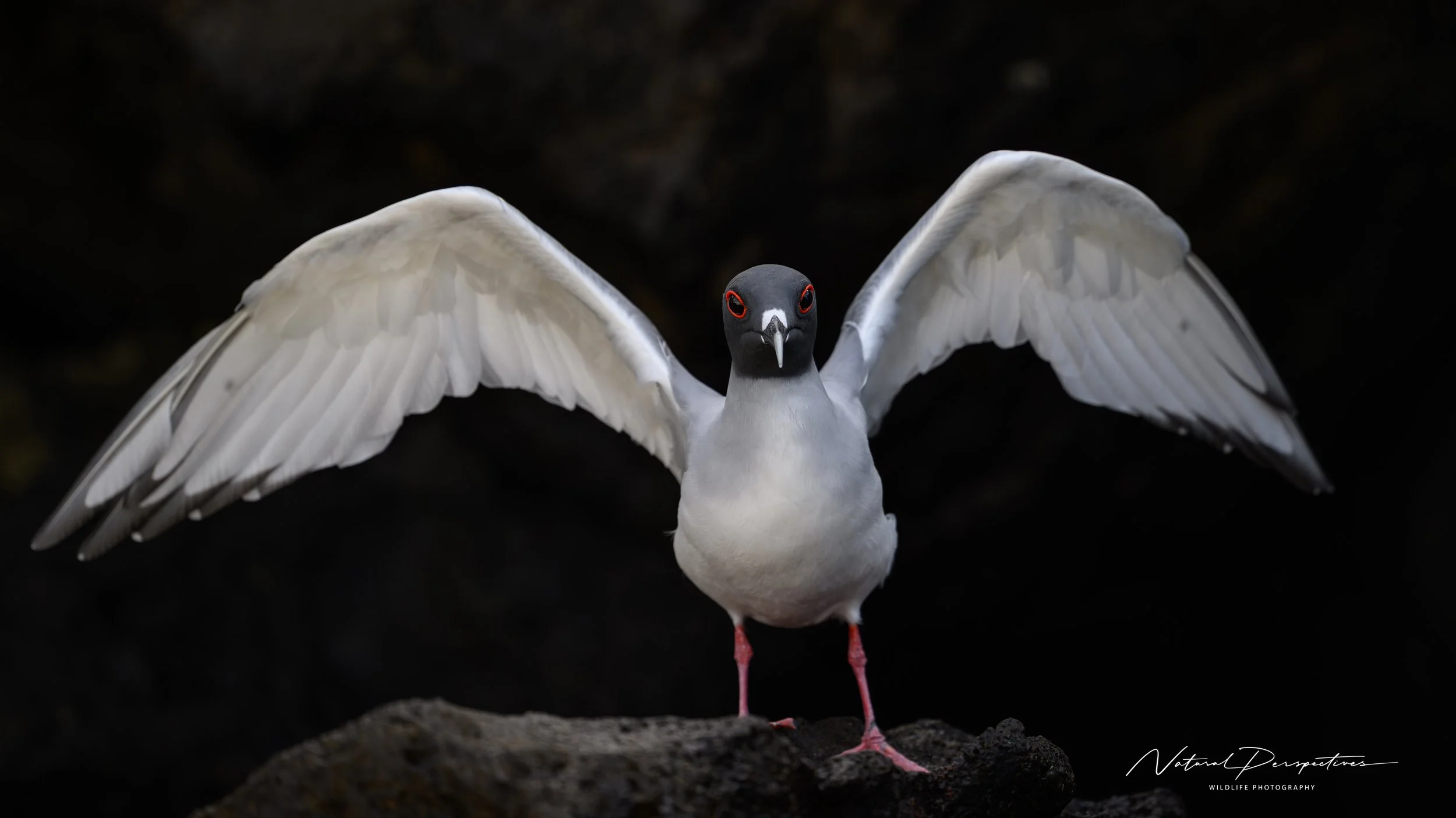 Swallow-tailed Gull 1 - Darwin's Landing - Galapagos - 2025-02-14-3527.jpg