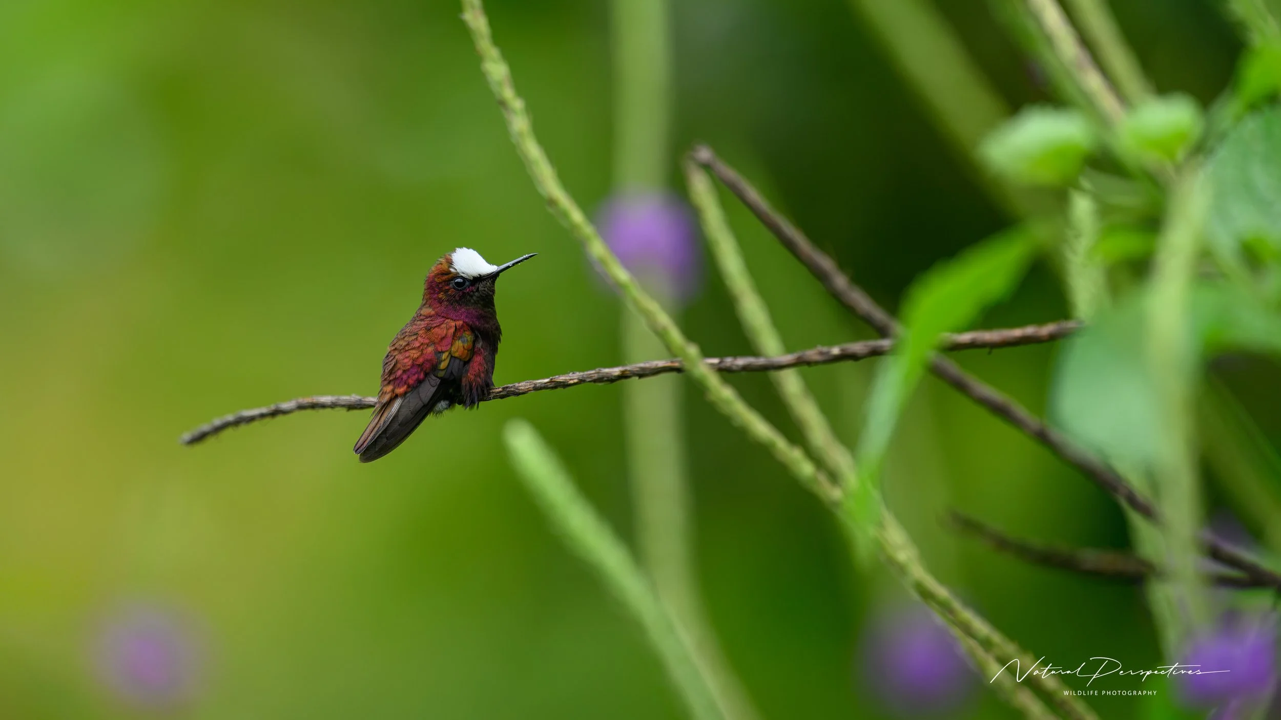 Snowcap 3 - Monteverde, Costa Rica - 2026-07-05-98943.jpg
