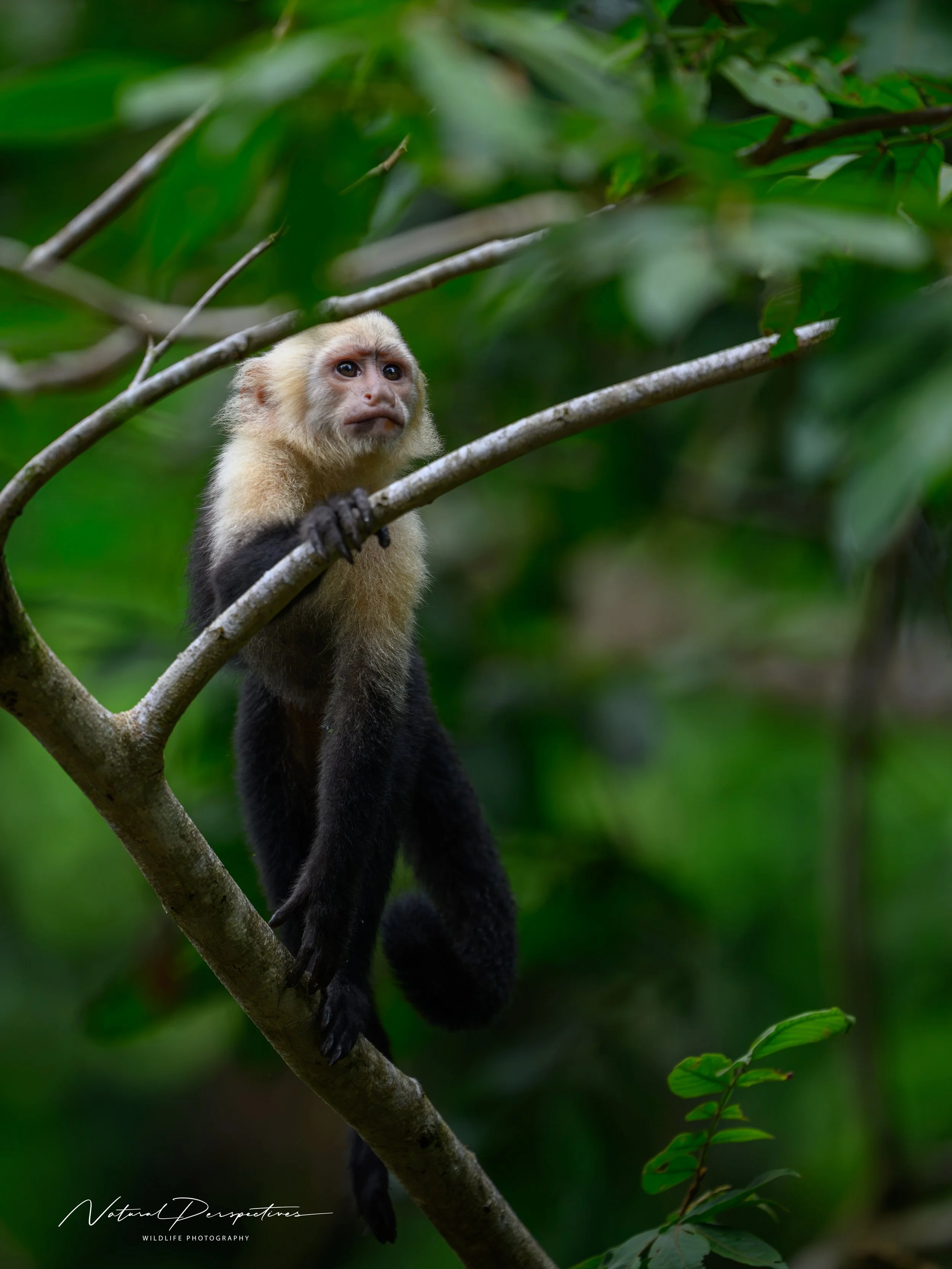 Capuchin monkey 1 - Caño Negro Wildlife Refuge, Costa Rica - 2026-07-03-91646.jpg