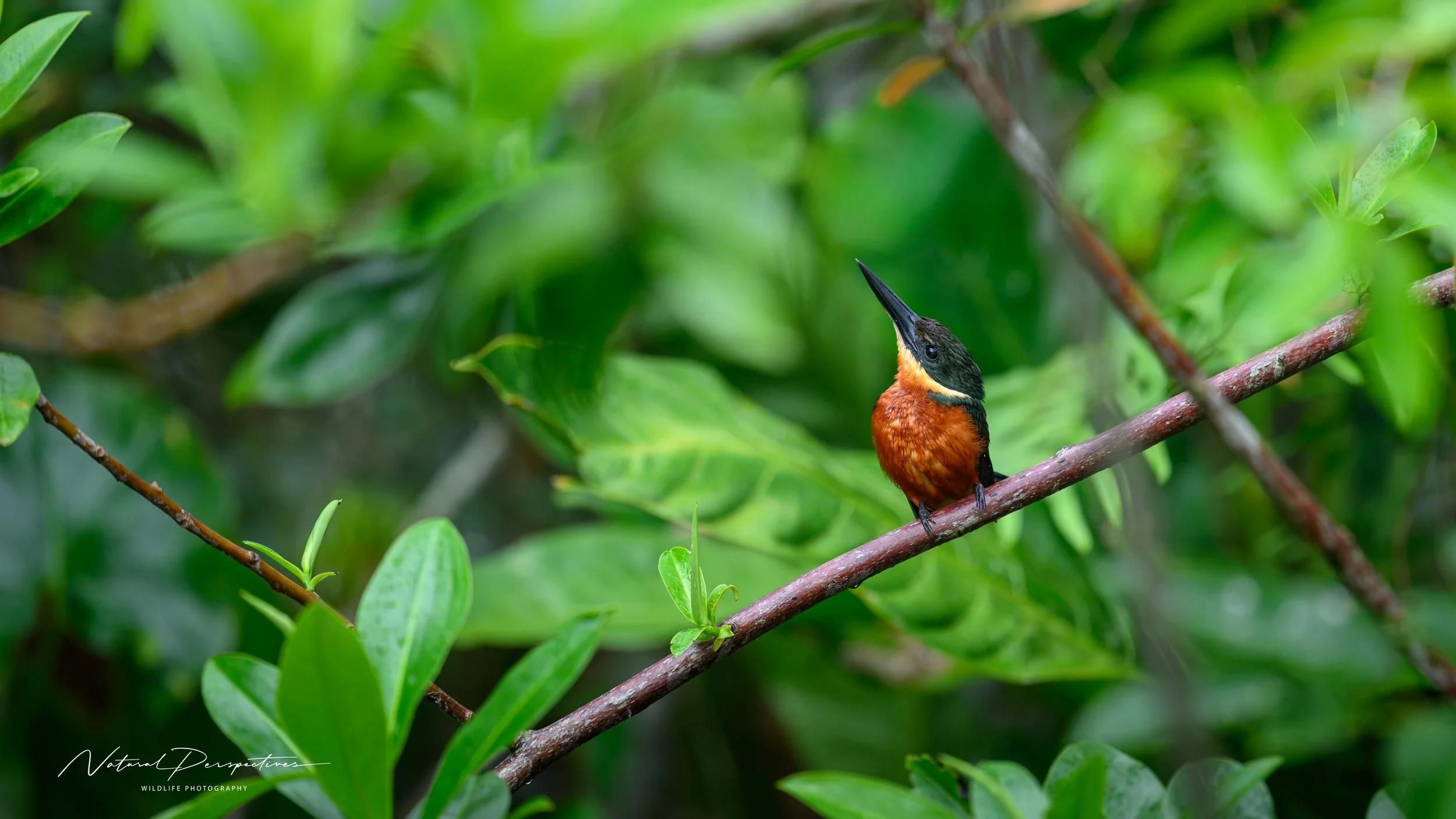 American pygmy kingfisher 1 - Caño Negro Wildlife Preserve, Costa Rica - 2026-07-04-99378.jpg