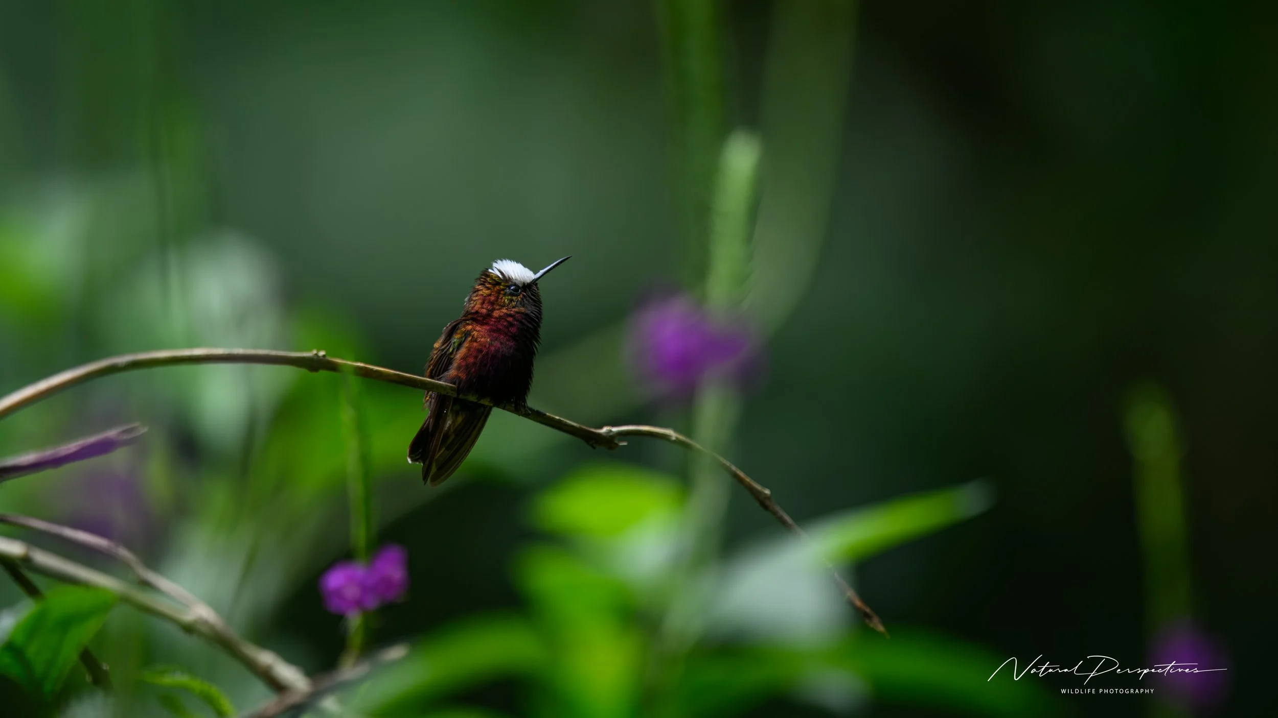 Snowcap 1 - Tapir Valley, Costa Rica - 2026-07-05-97679.jpg