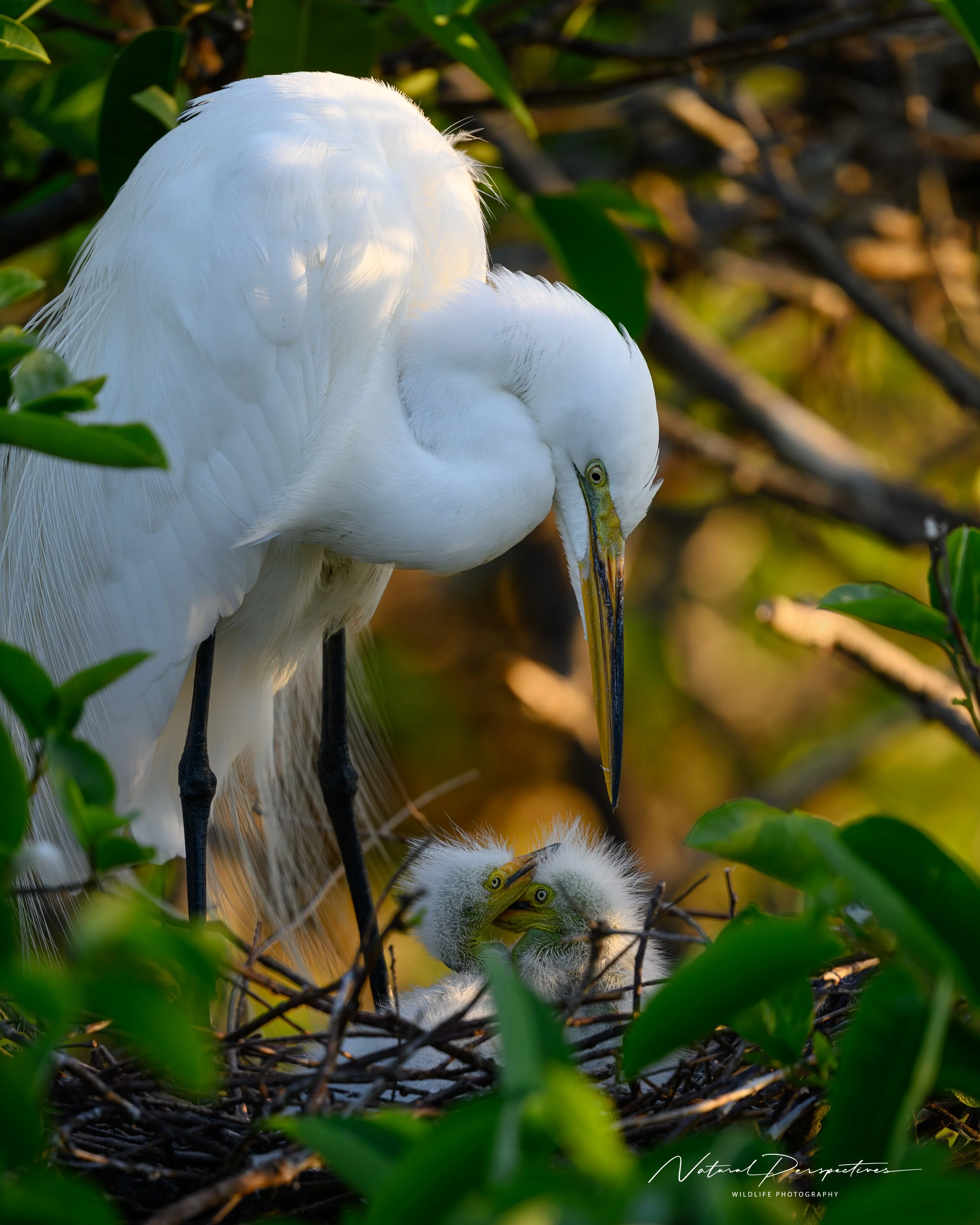Great Egret 2 - Wakodahatchee - 2026-03-24-4033.jpg