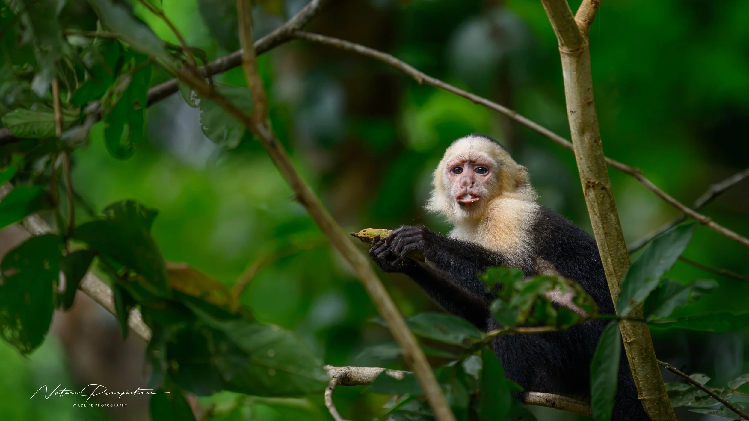 Capuchin monkey 2 - Caño Negro Wildlife Refuge, Costa Rica - 2026-07-03-91546.jpg