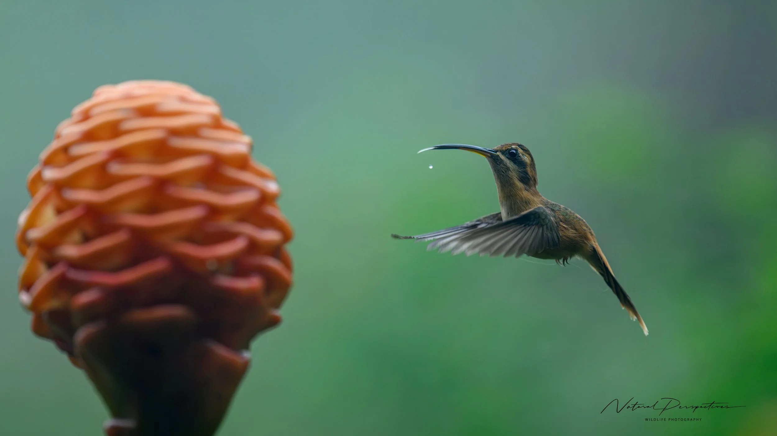 Stripe-throated hermit 1 - San Ramon, Costa Rica - 2026-06-30-1522.jpg