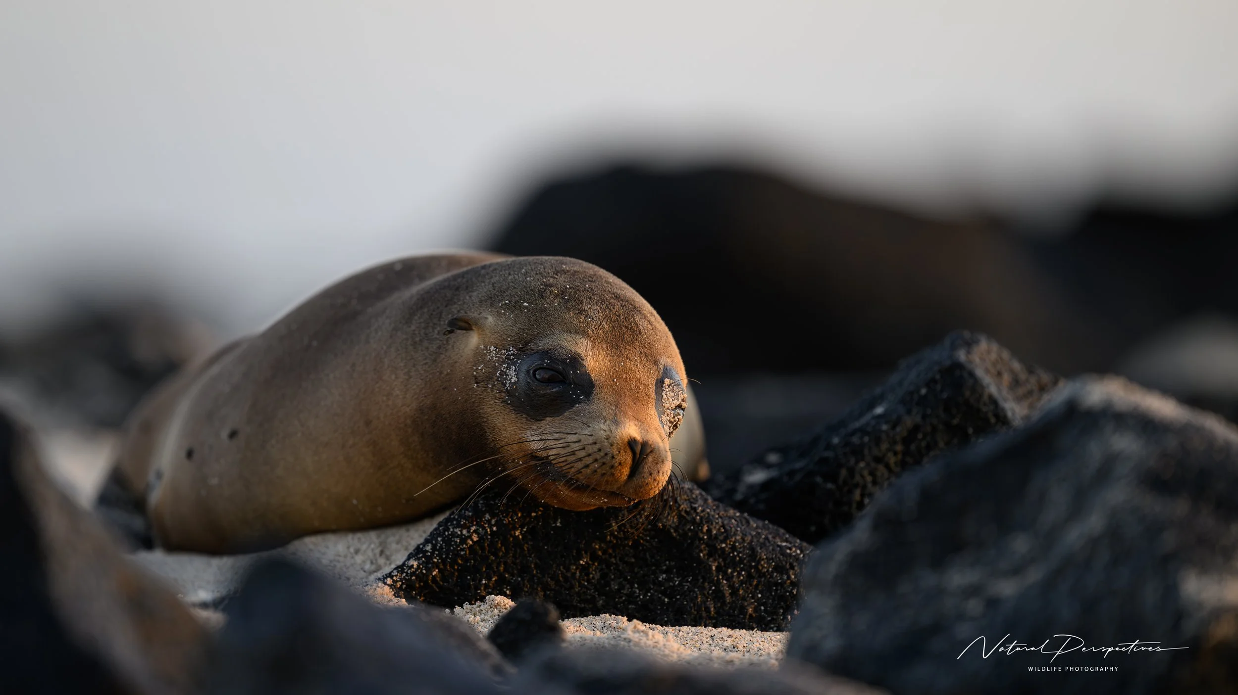 Sea Lion 1- Mosquera Islet - Galapagos - 2026-02-17-7918.jpg