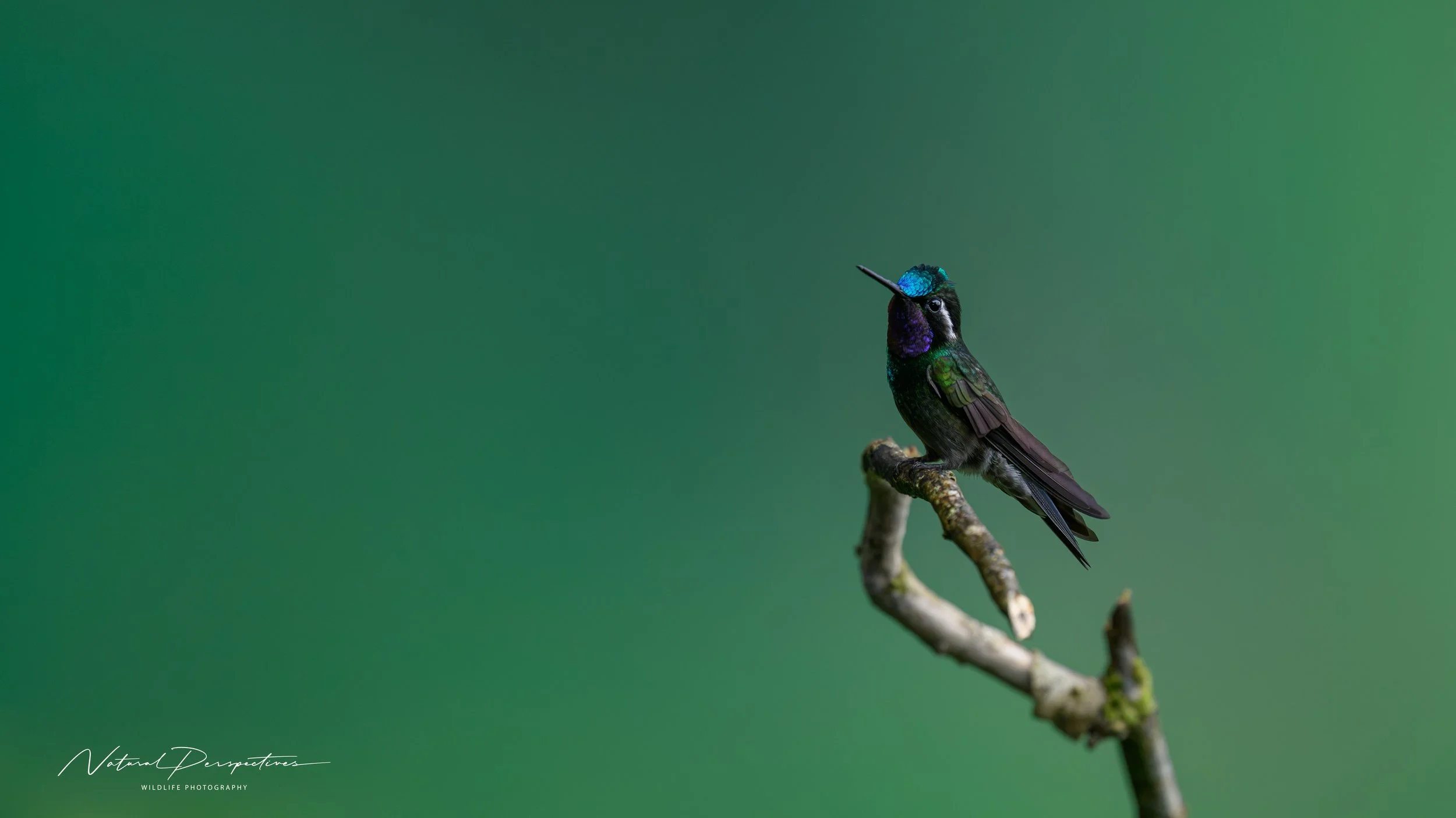 Purple-throated Mountain-gem 1 - San Ramon, Costa Rica - 2026-06-30-1992.jpg