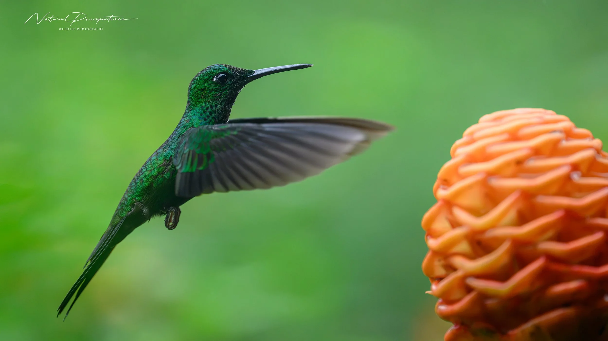 Green-crowned Brilliant 1 - San Ramon, Costa Rica - 2026-06-30-1187.jpg
