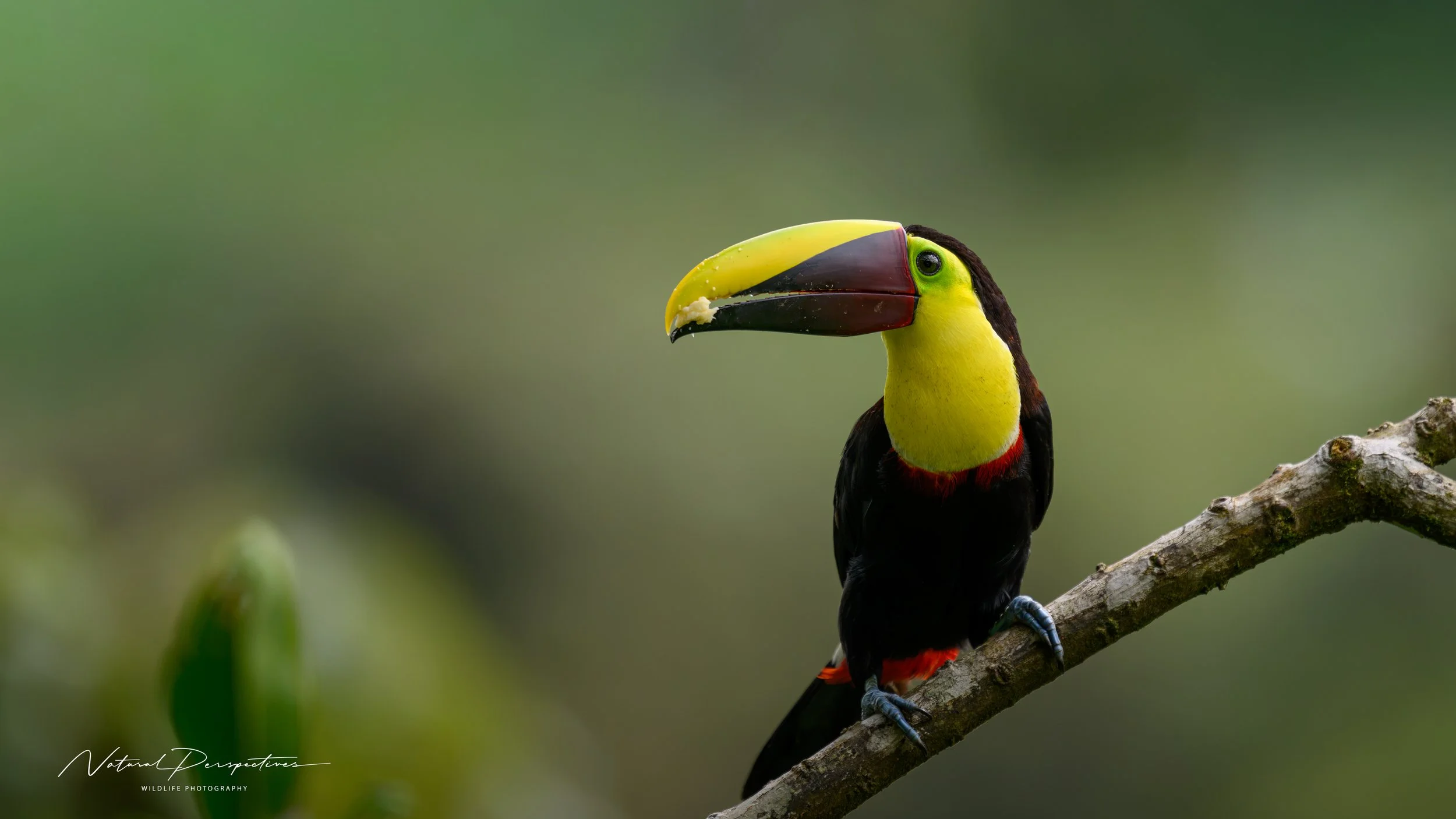 Yellow-throated Toucan 2 - Monteverde, Costa Rica - 2026-07-05-97054.jpg
