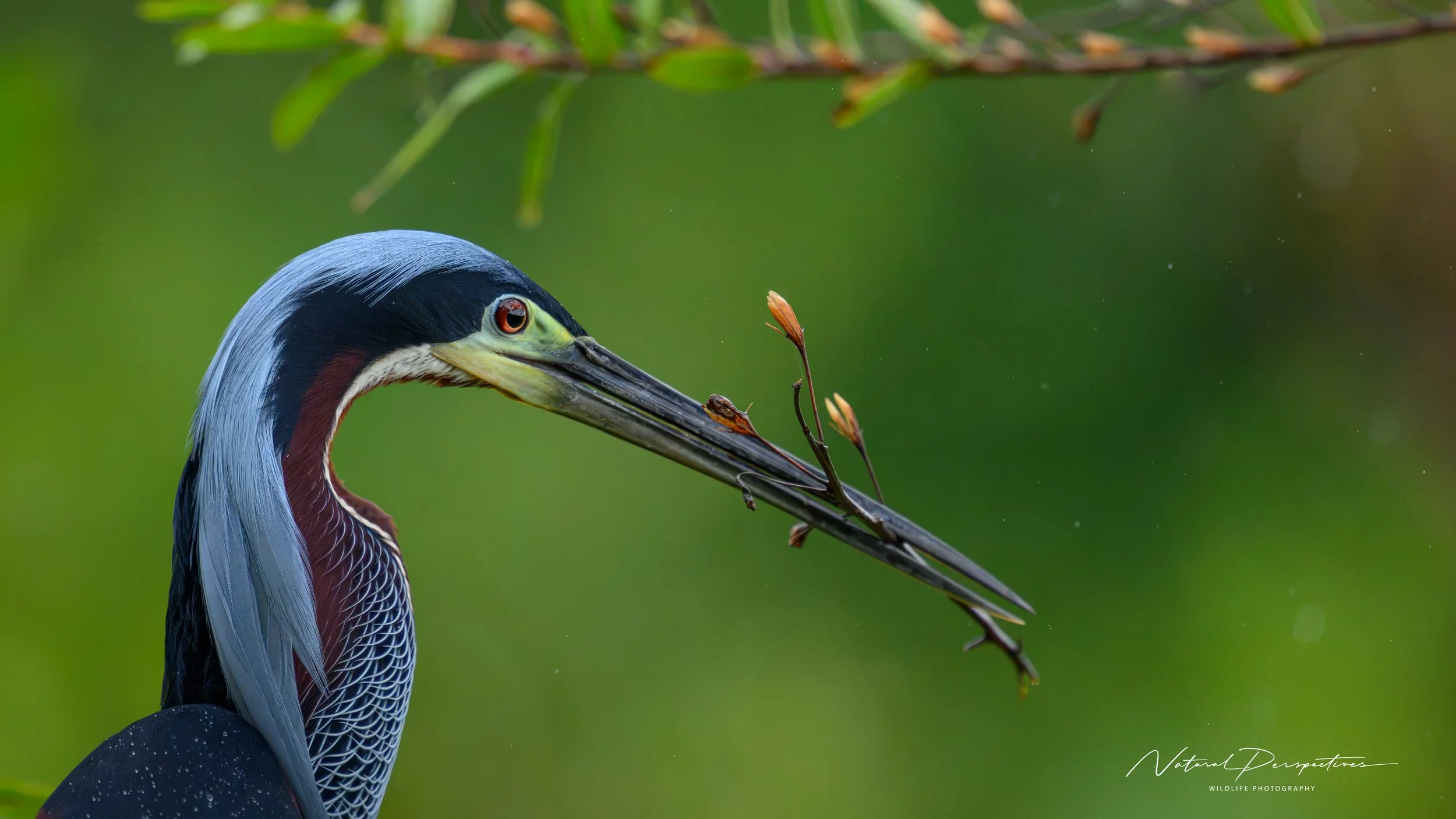 Agami heron 1 - Bijagua, Costa Rica - 2026-07-04-94086.jpg